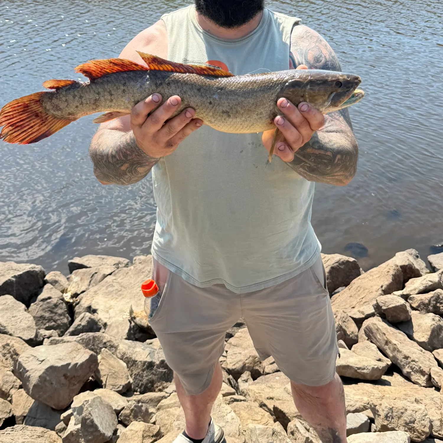 The most recent Eyetail bowfin catches on Fishbrain
