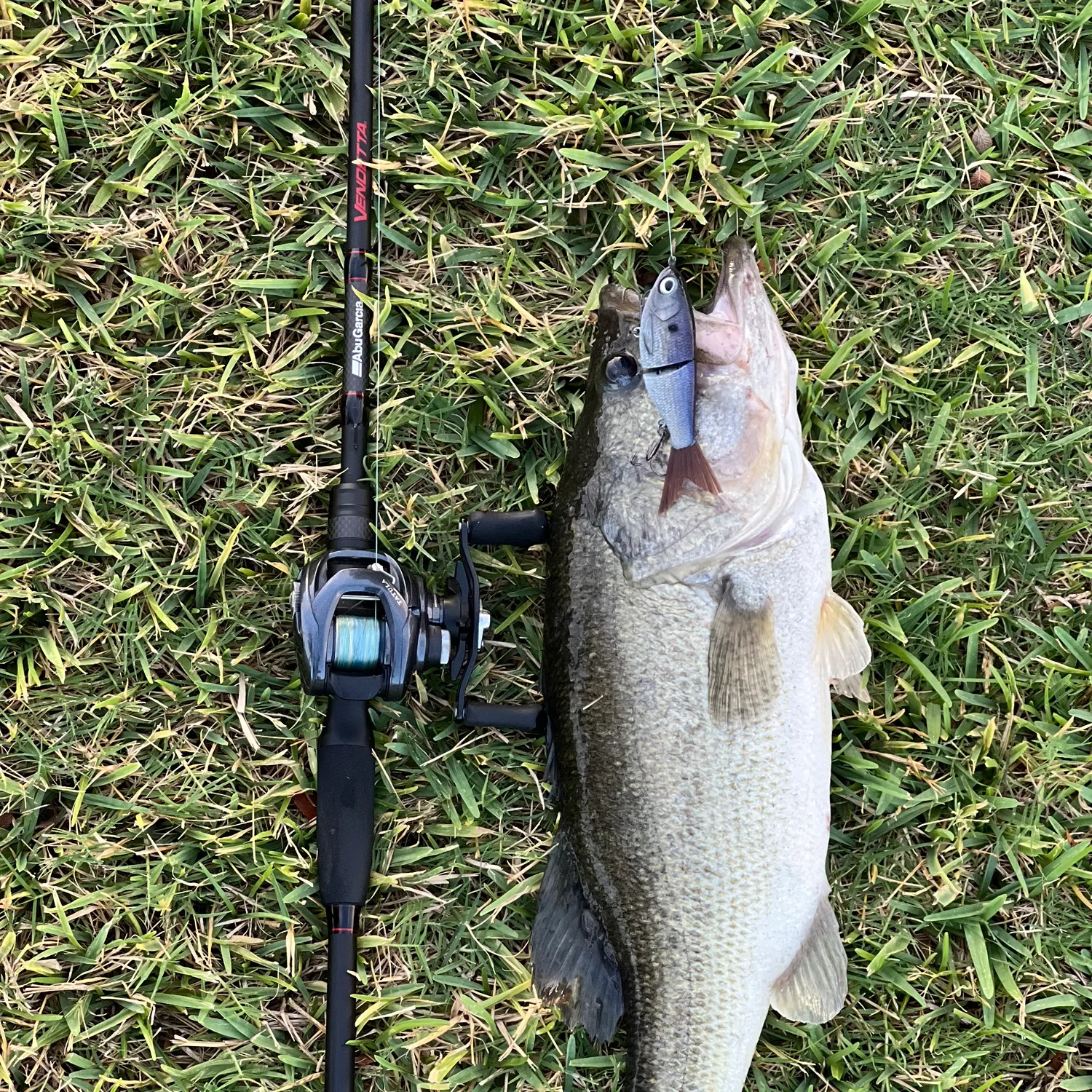 Largemouth bass caught on Fishbrain