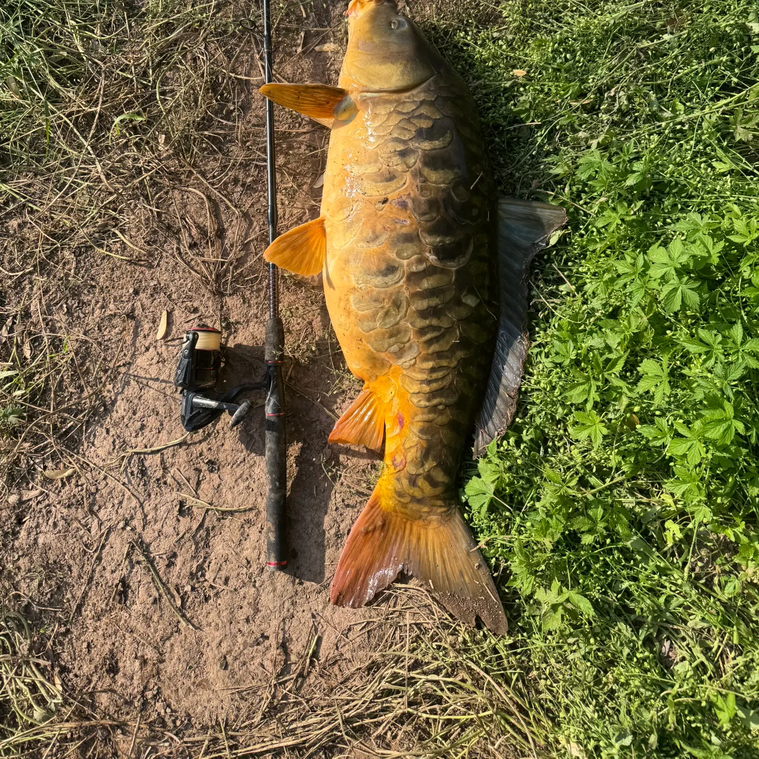 The most recent Mirror carp catches on Fishbrain