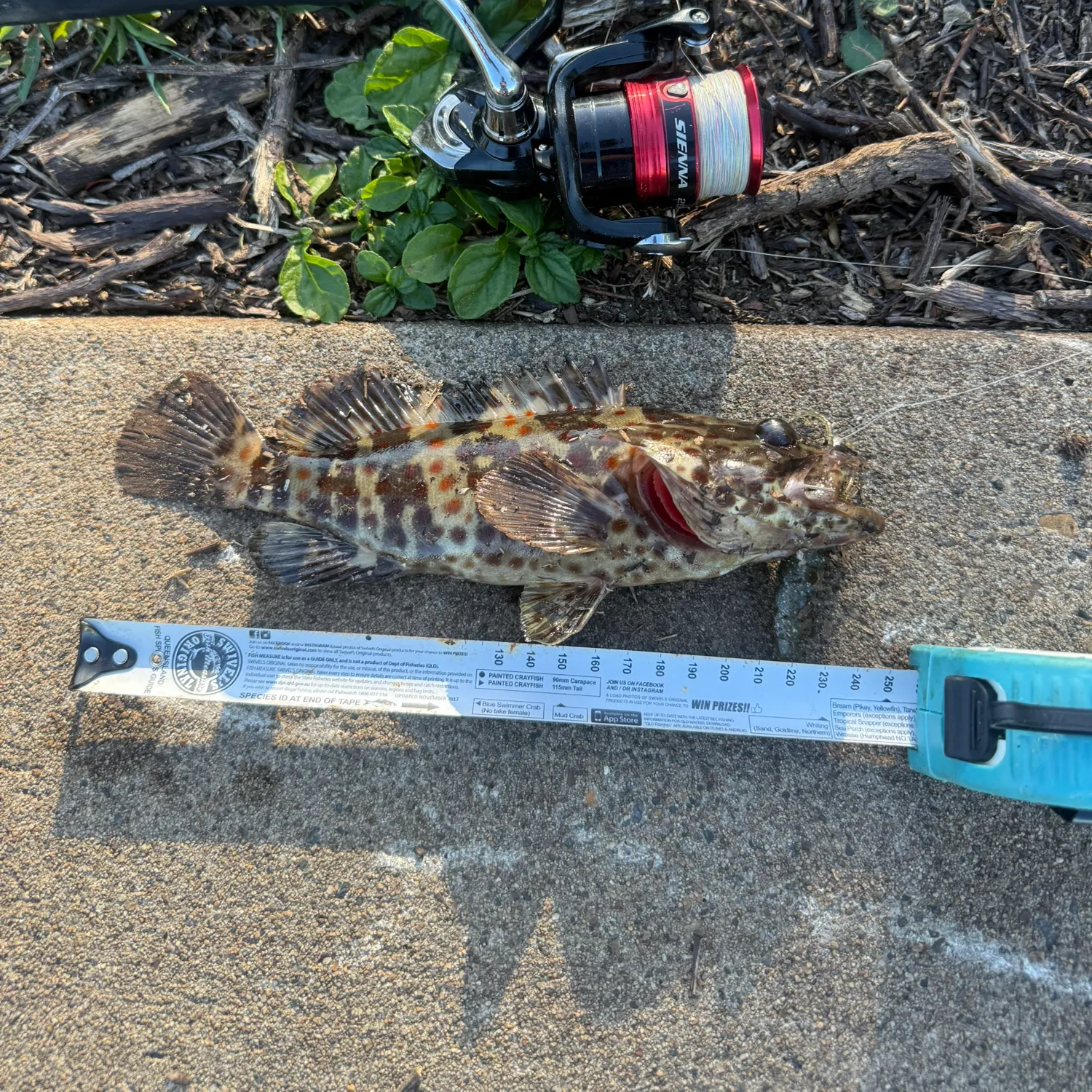 recently logged catches