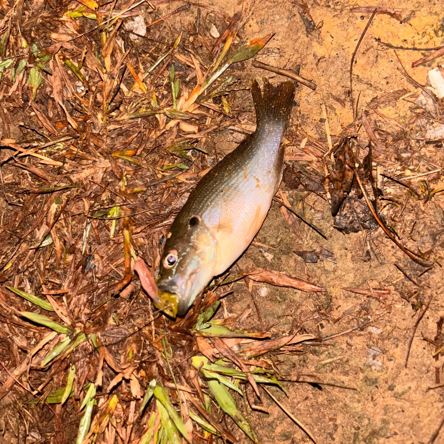 Green sunfish caught on Fishbrain