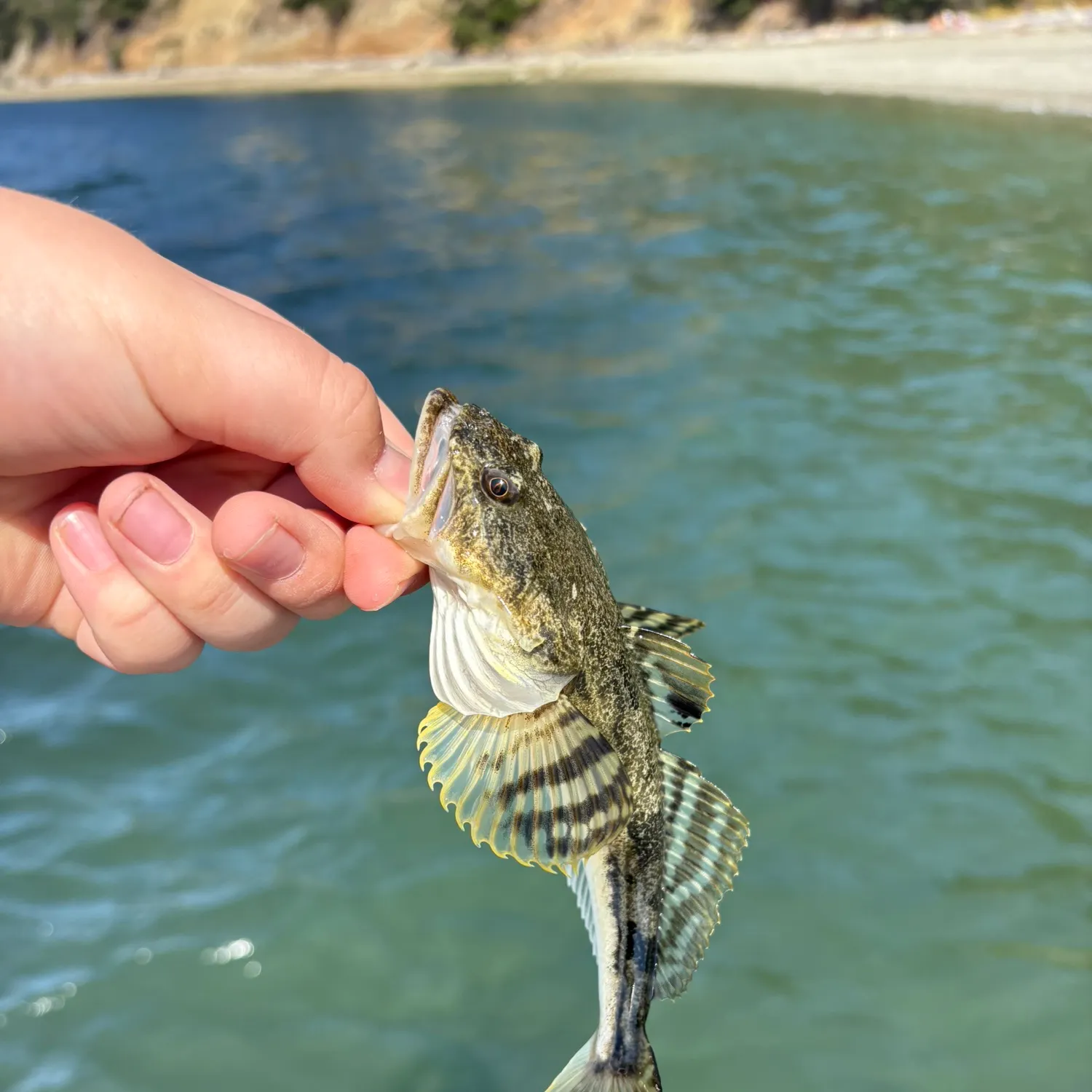 Pacific staghorn sculpin caught on Fishbrain