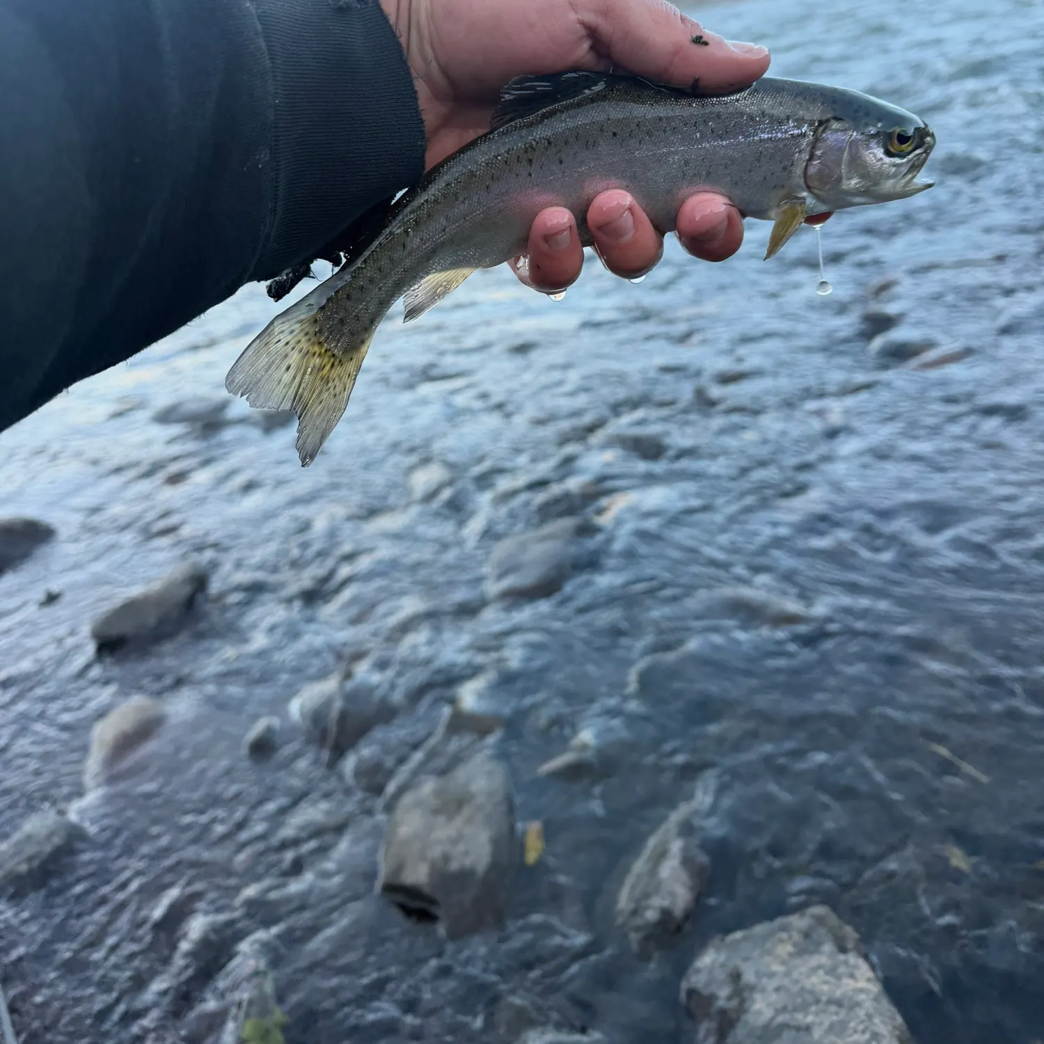 Rainbow trout caught on Fishbrain