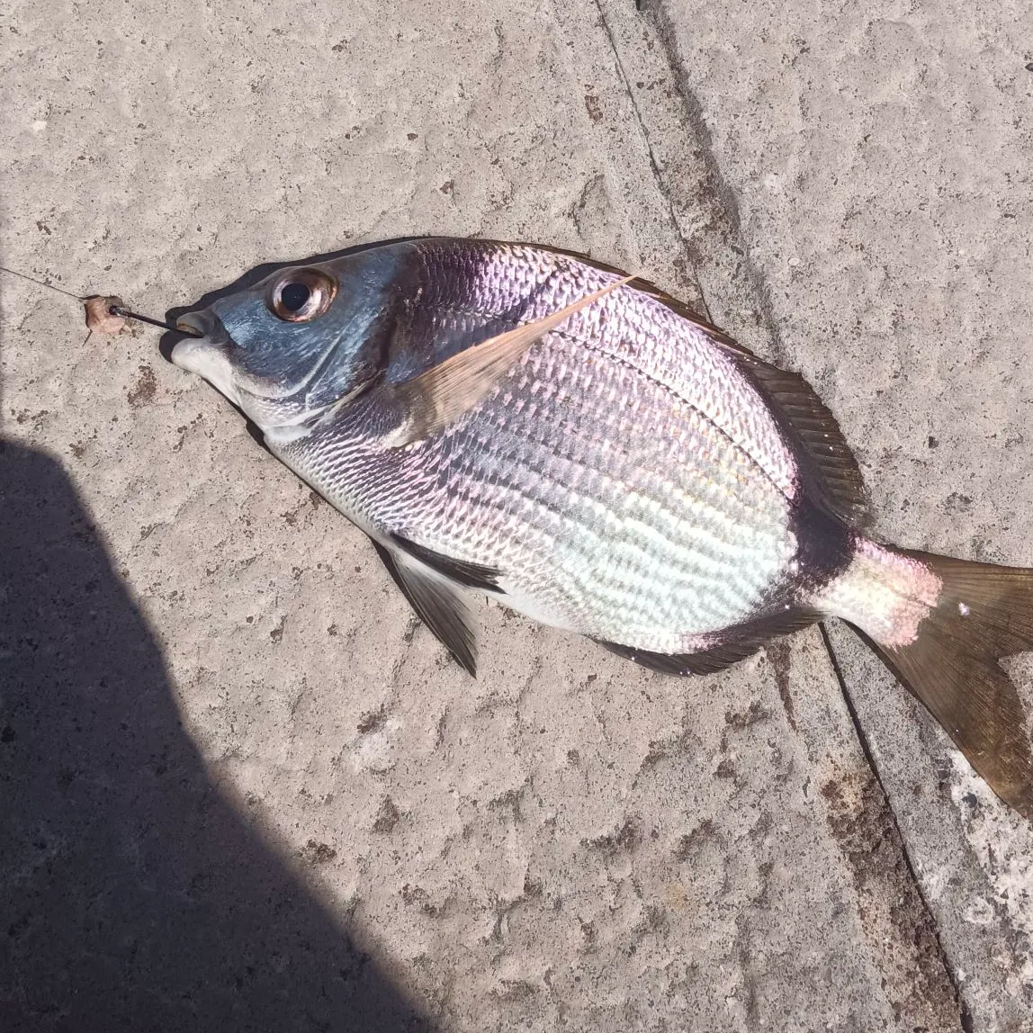 The most recent Common two-banded seabream catches on Fishbrain