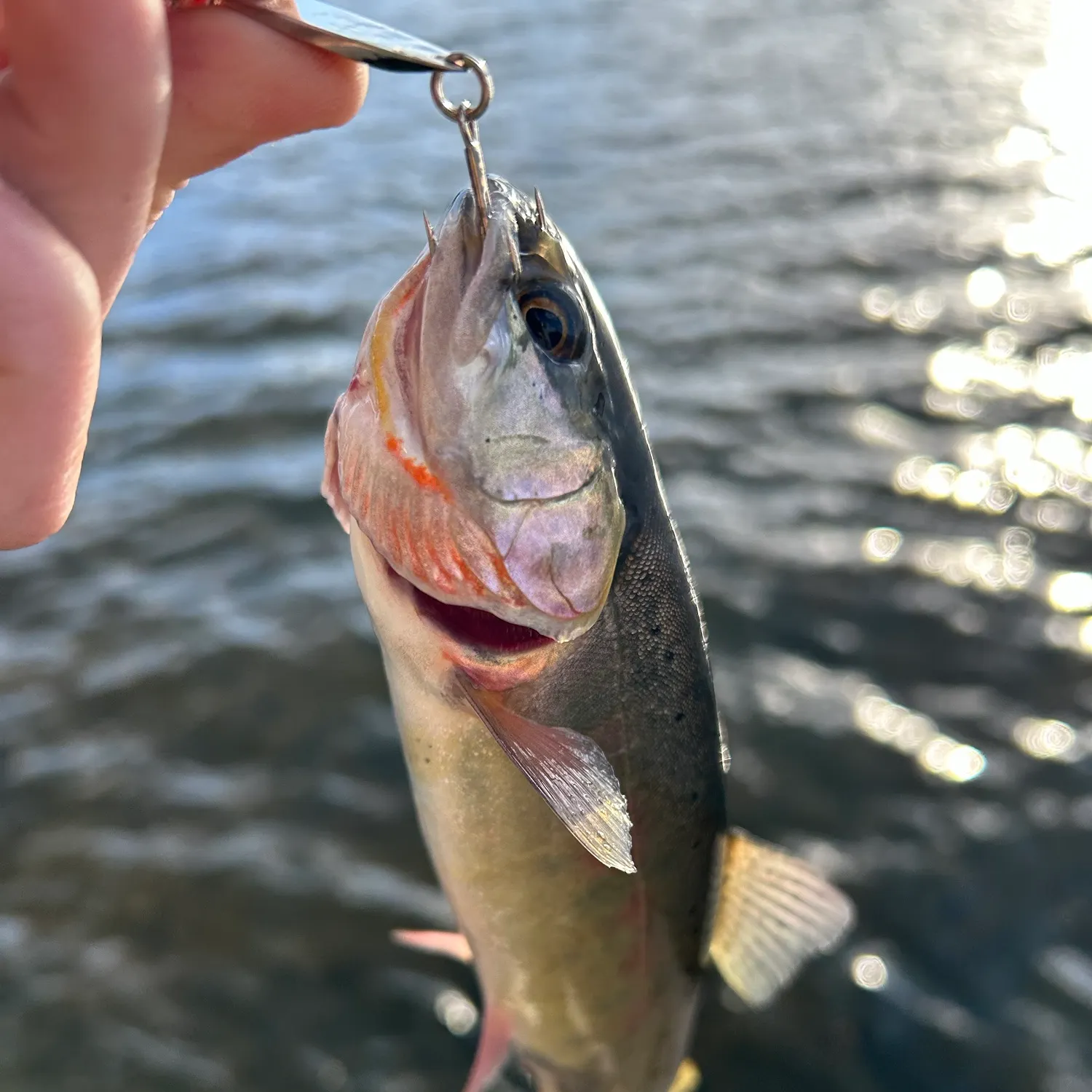Cutthroat trout caught on Fishbrain