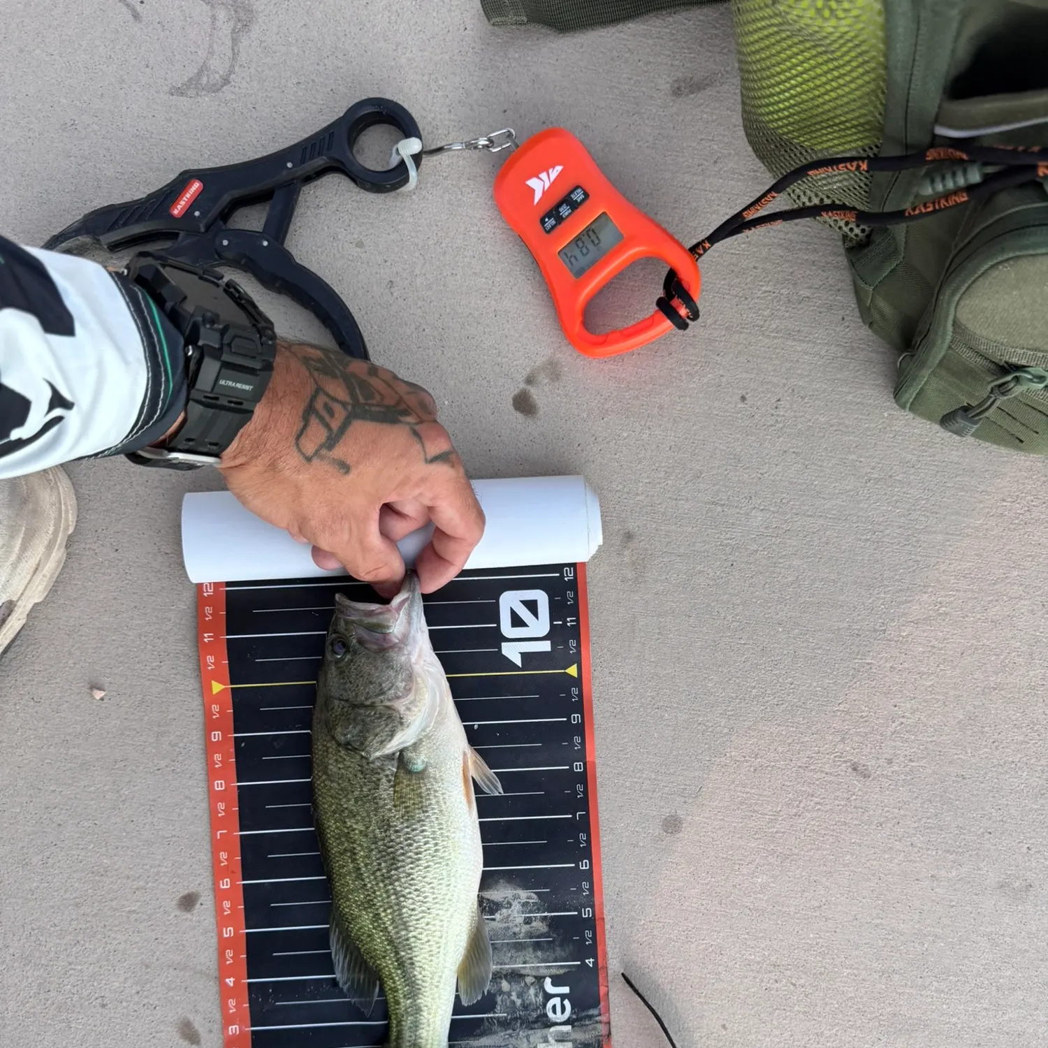 Largemouth bass caught on Fishbrain