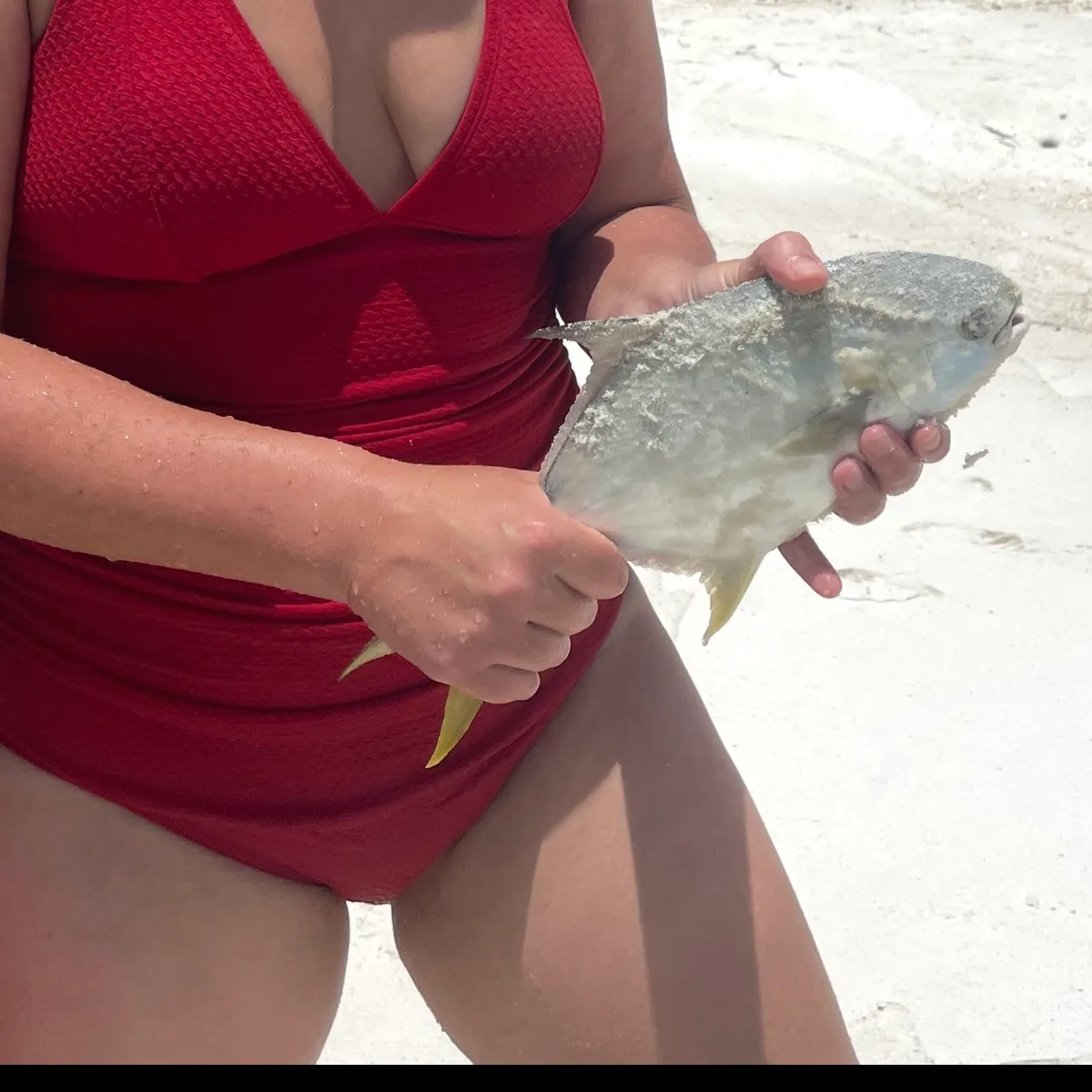 The most recent Florida pompano catches on Fishbrain
