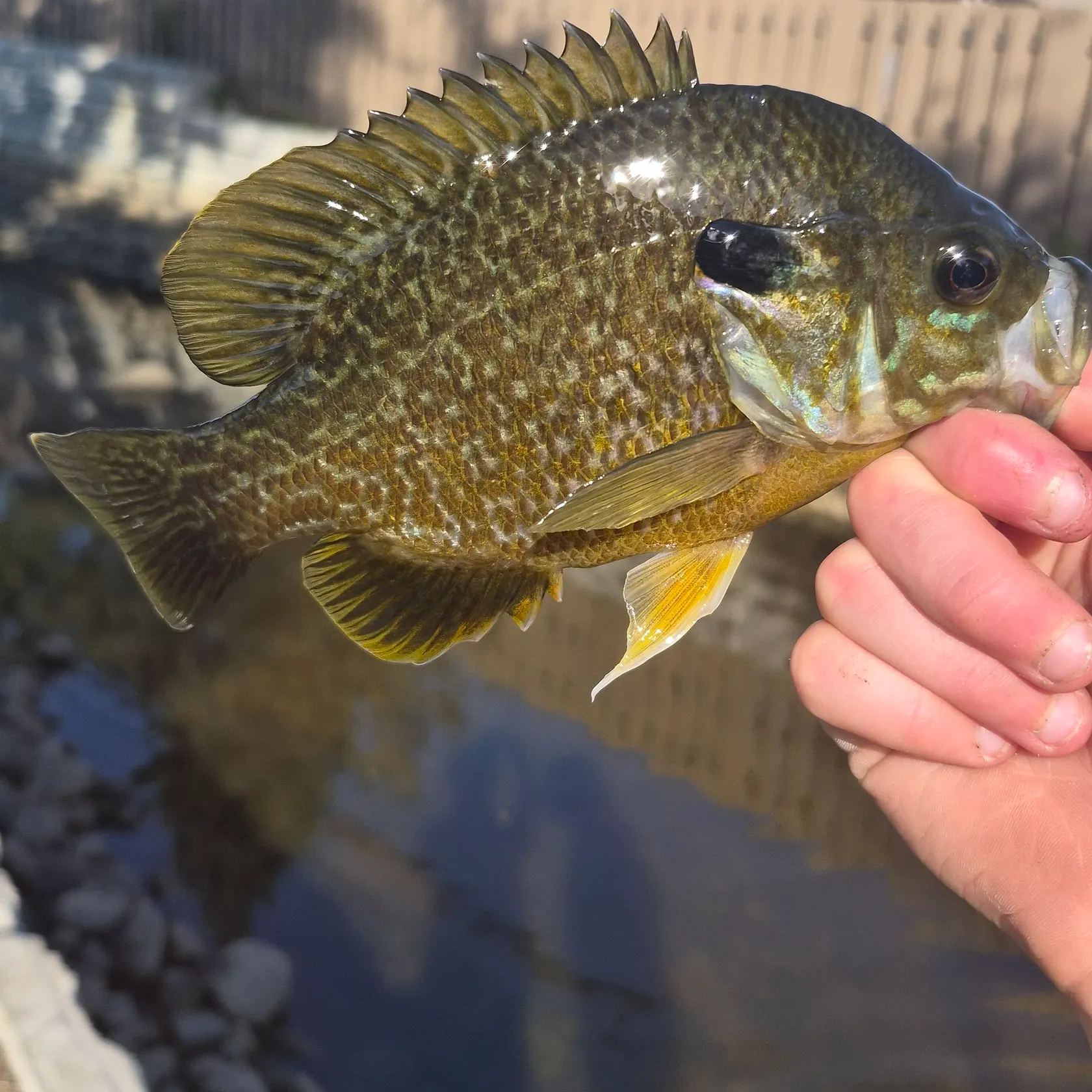 Greengill hybrid caught on Fishbrain