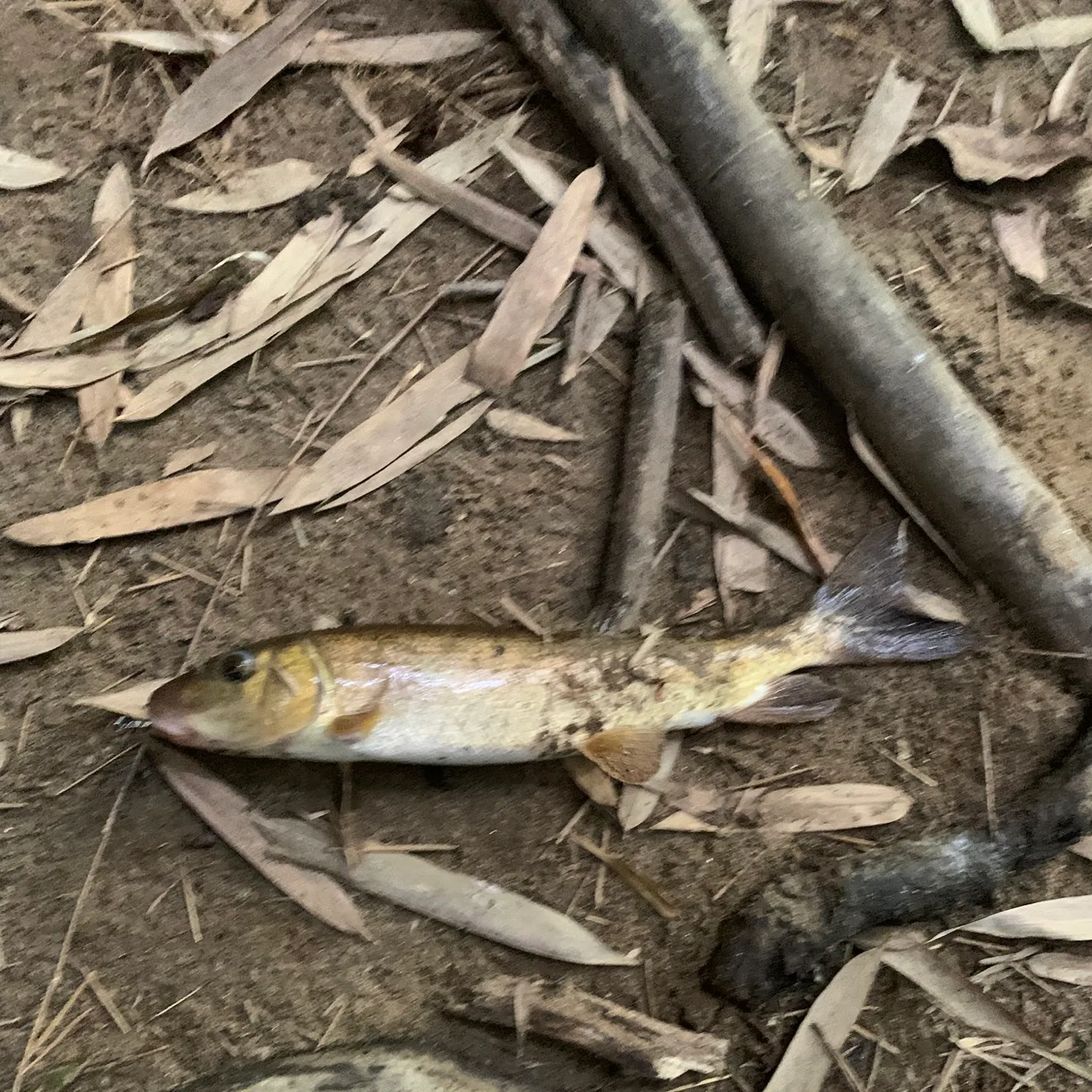 Fallfish caught on Fishbrain