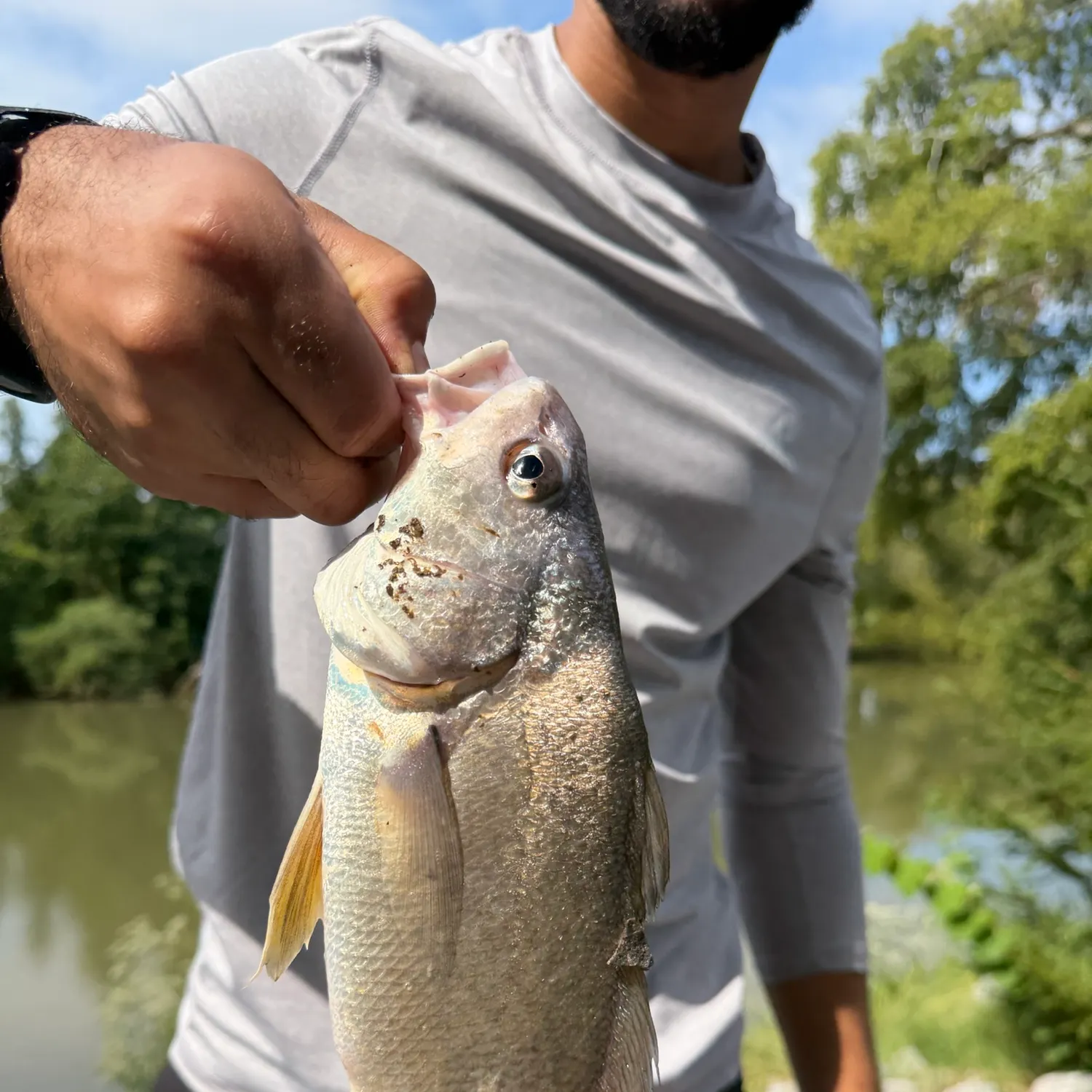 The most recent Freshwater drum catches on Fishbrain