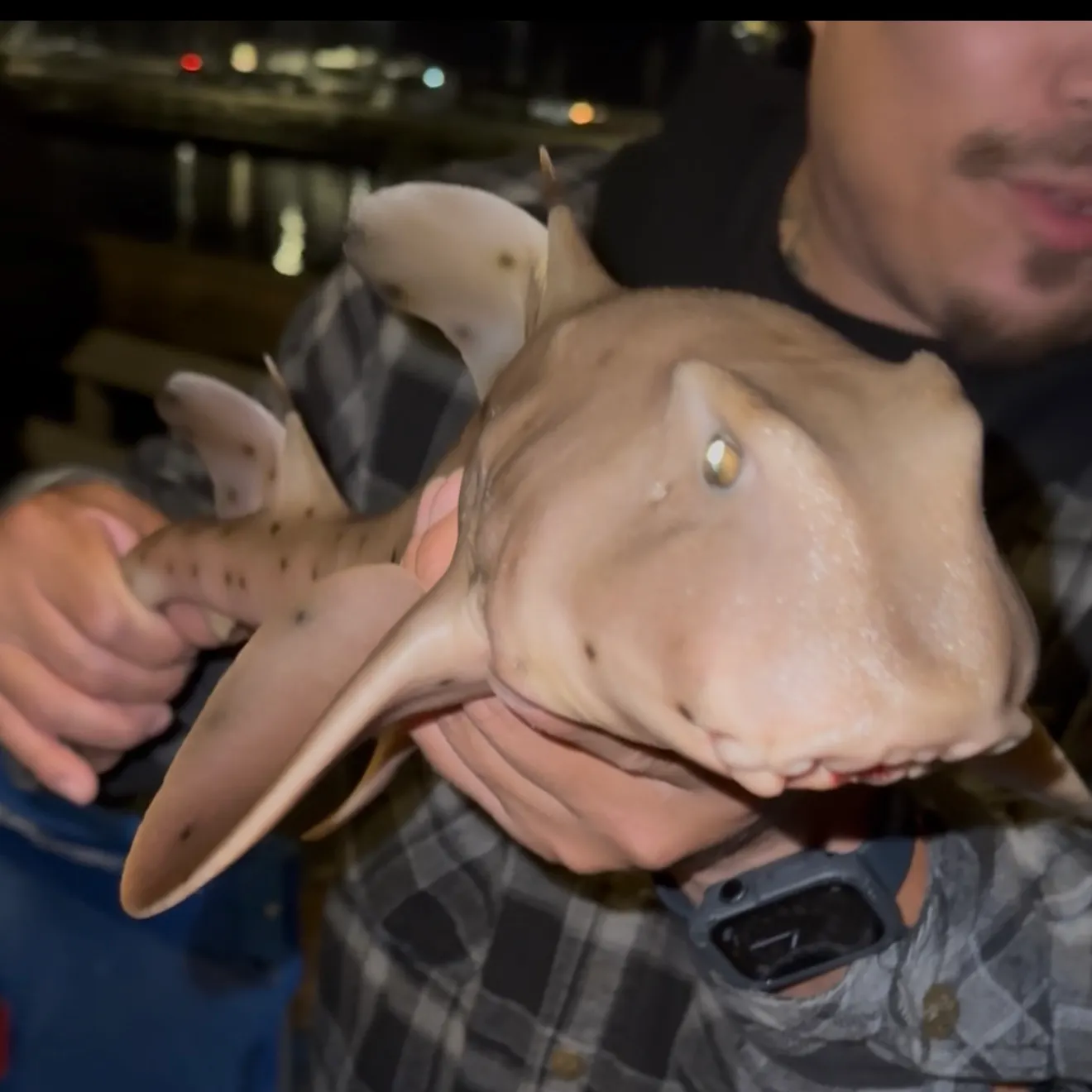 The most recent Horn shark catches on Fishbrain