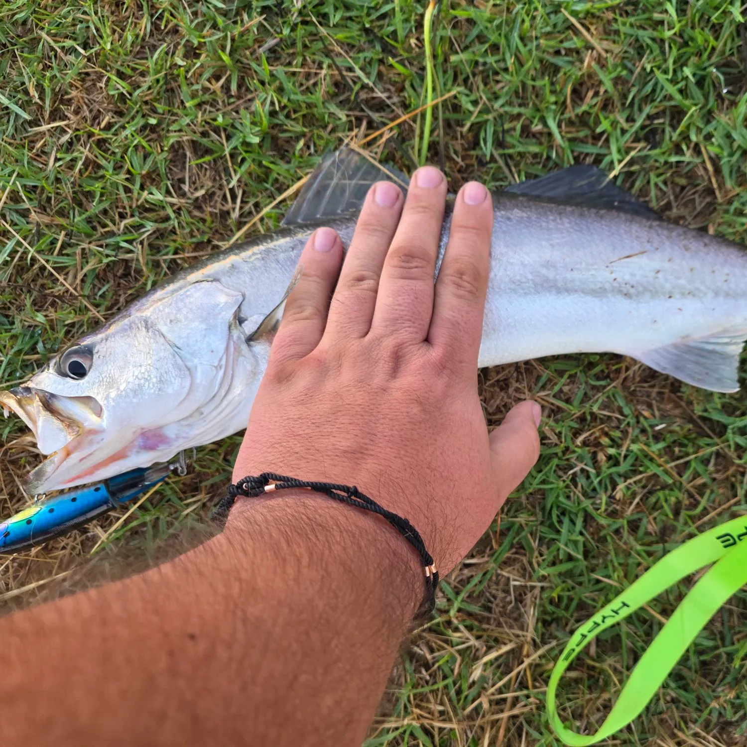 Bluefish caught on Fishbrain