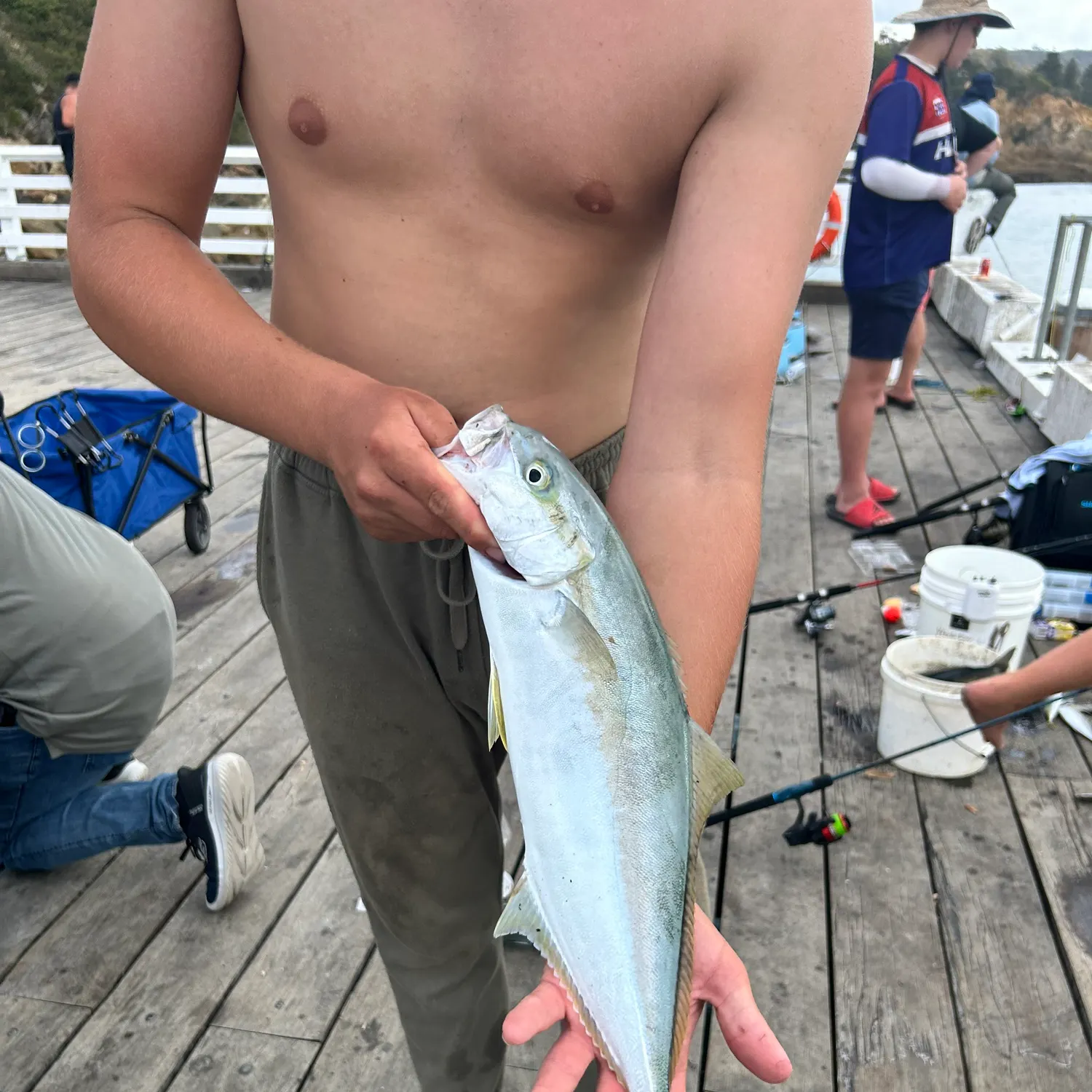 The most recent Southern yellowtail amberjack catches on Fishbrain