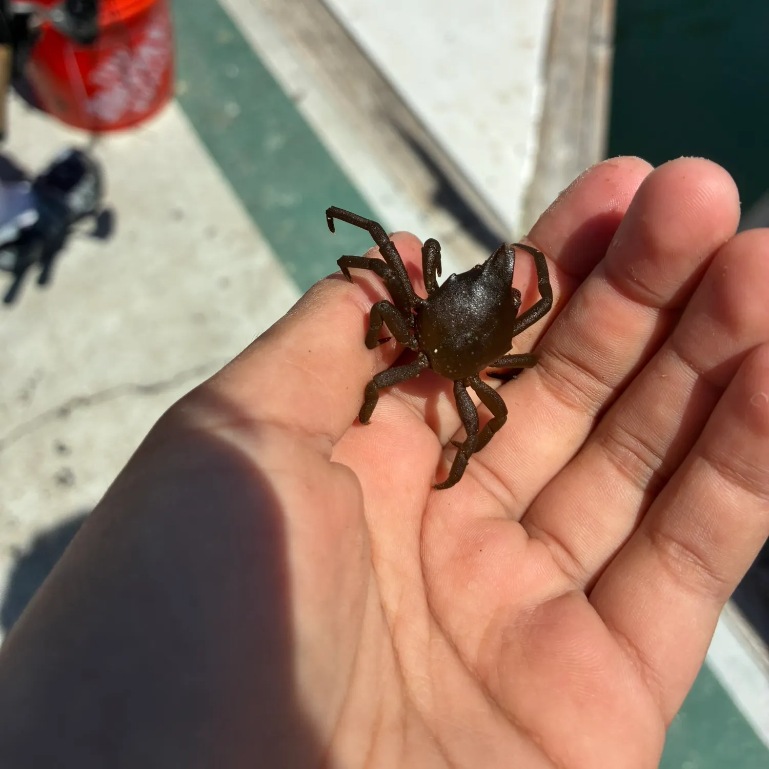 The most recent Northern kelp crab catches on Fishbrain