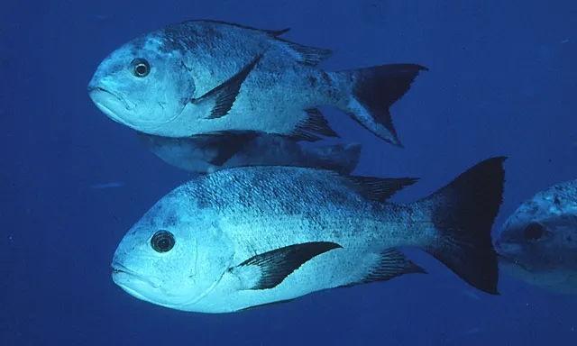 Black and white snapper