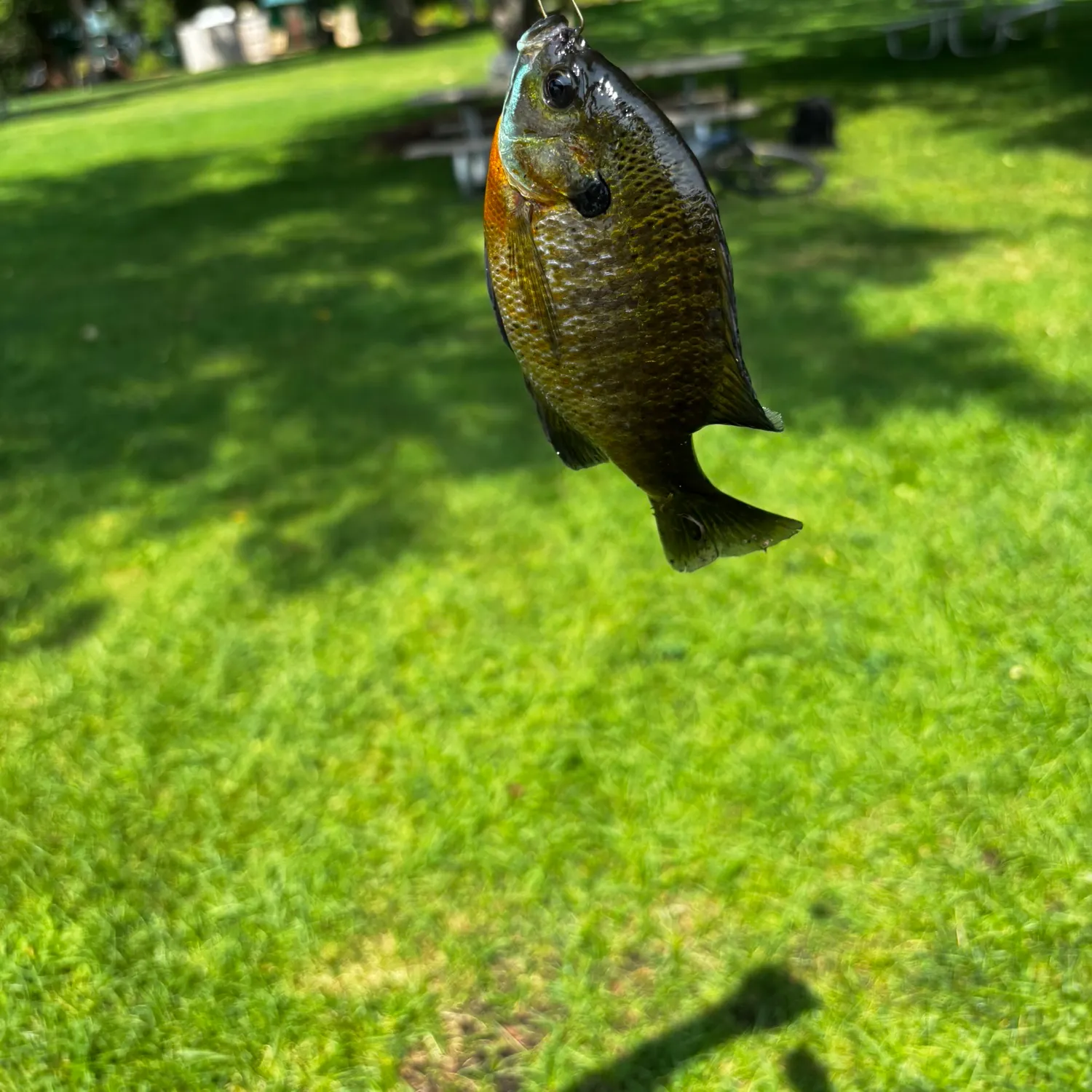 Bluegill caught on Fishbrain