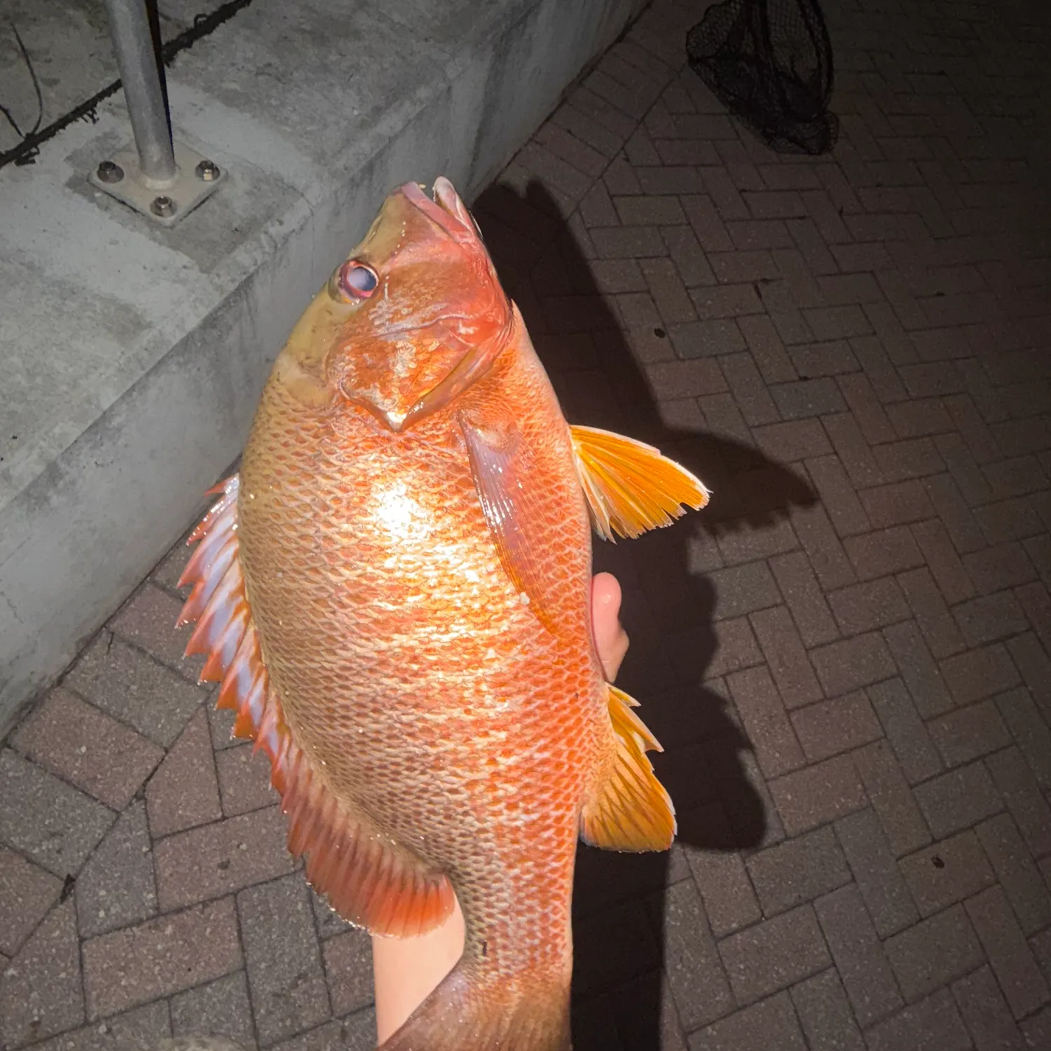 Dog Snapper caught on Fishbrain