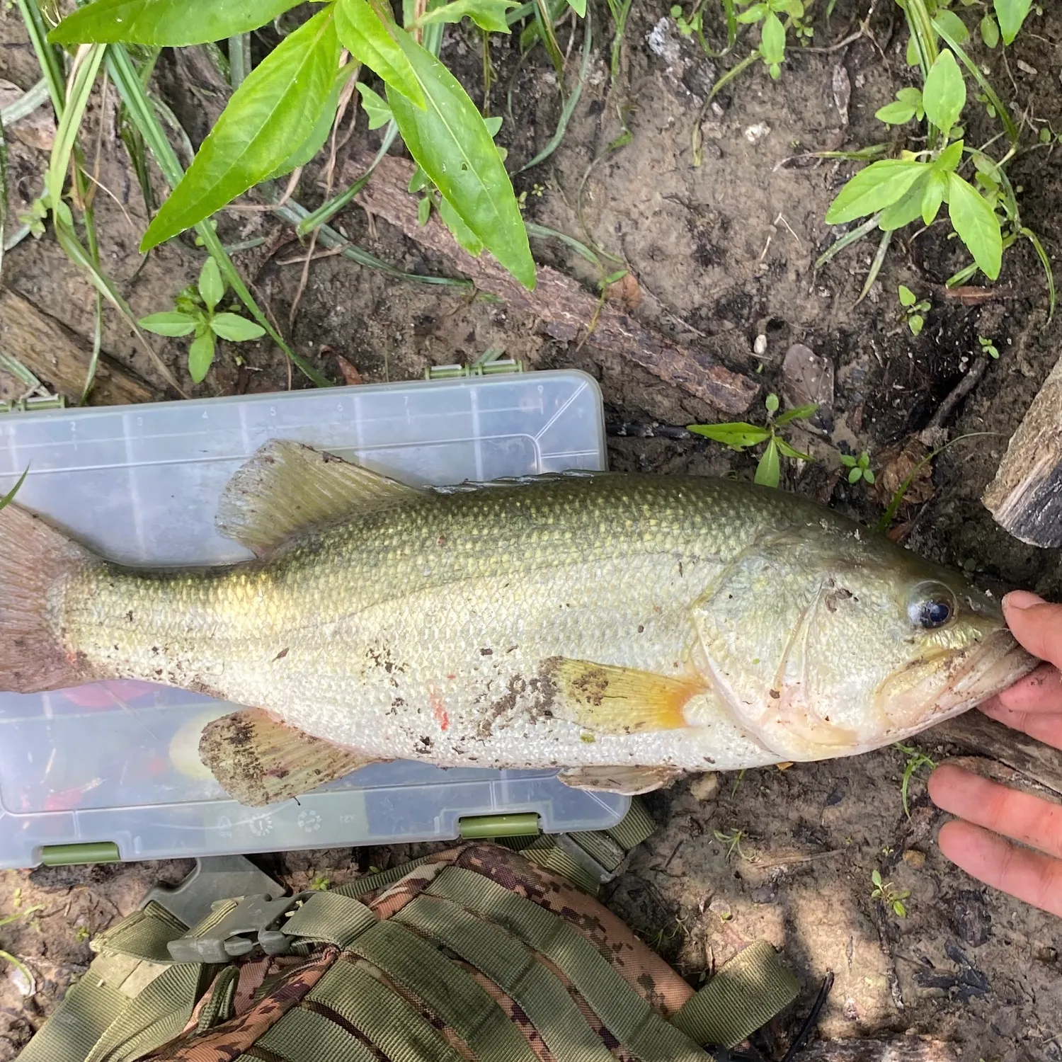 angler catch