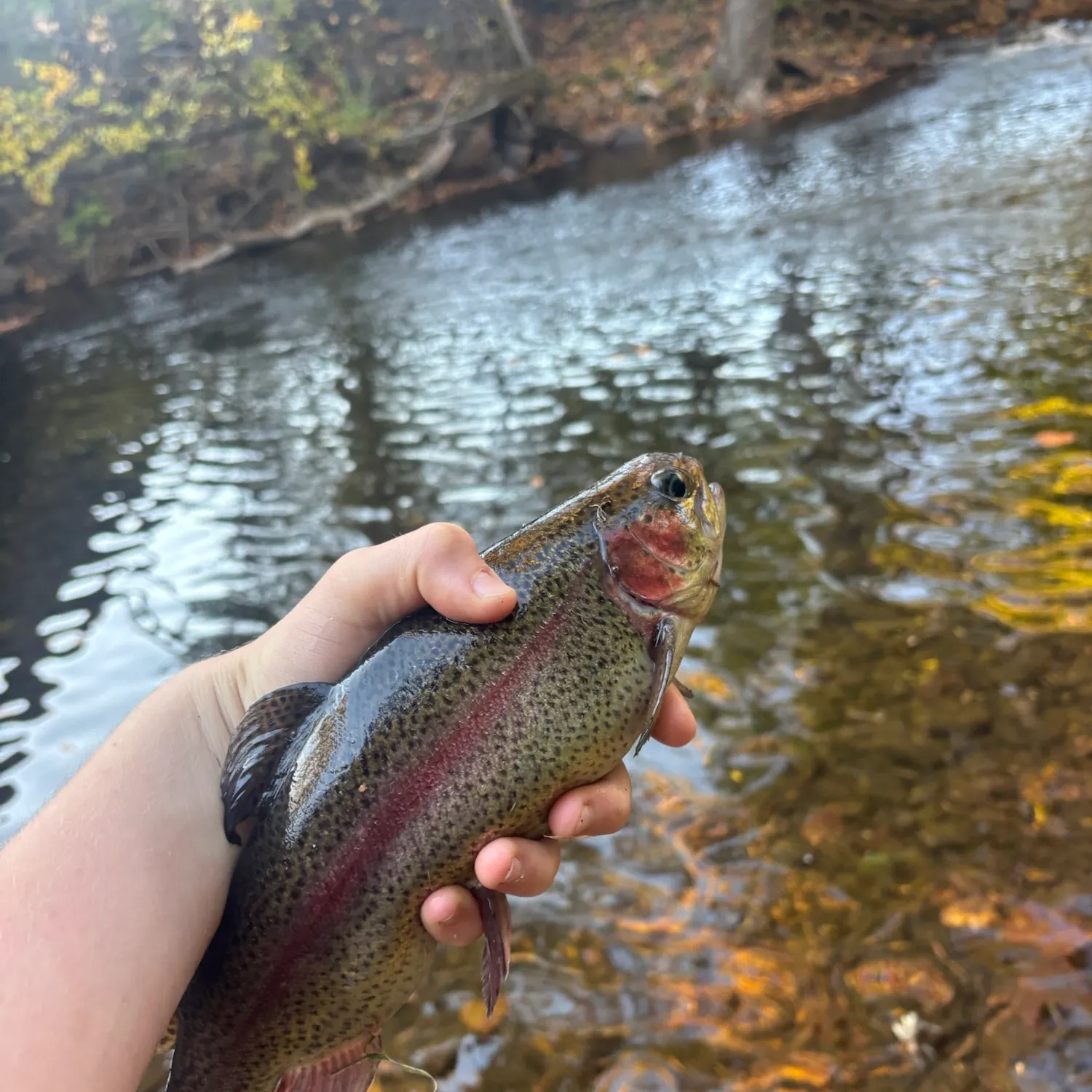 Rainbow trout caught on Fishbrain