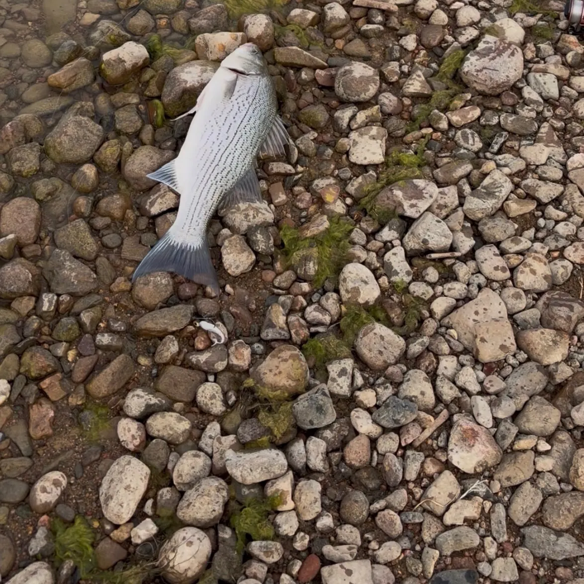 The most recent Hybrid striped bass catches on Fishbrain
