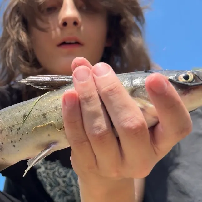 Channel catfish caught on Fishbrain