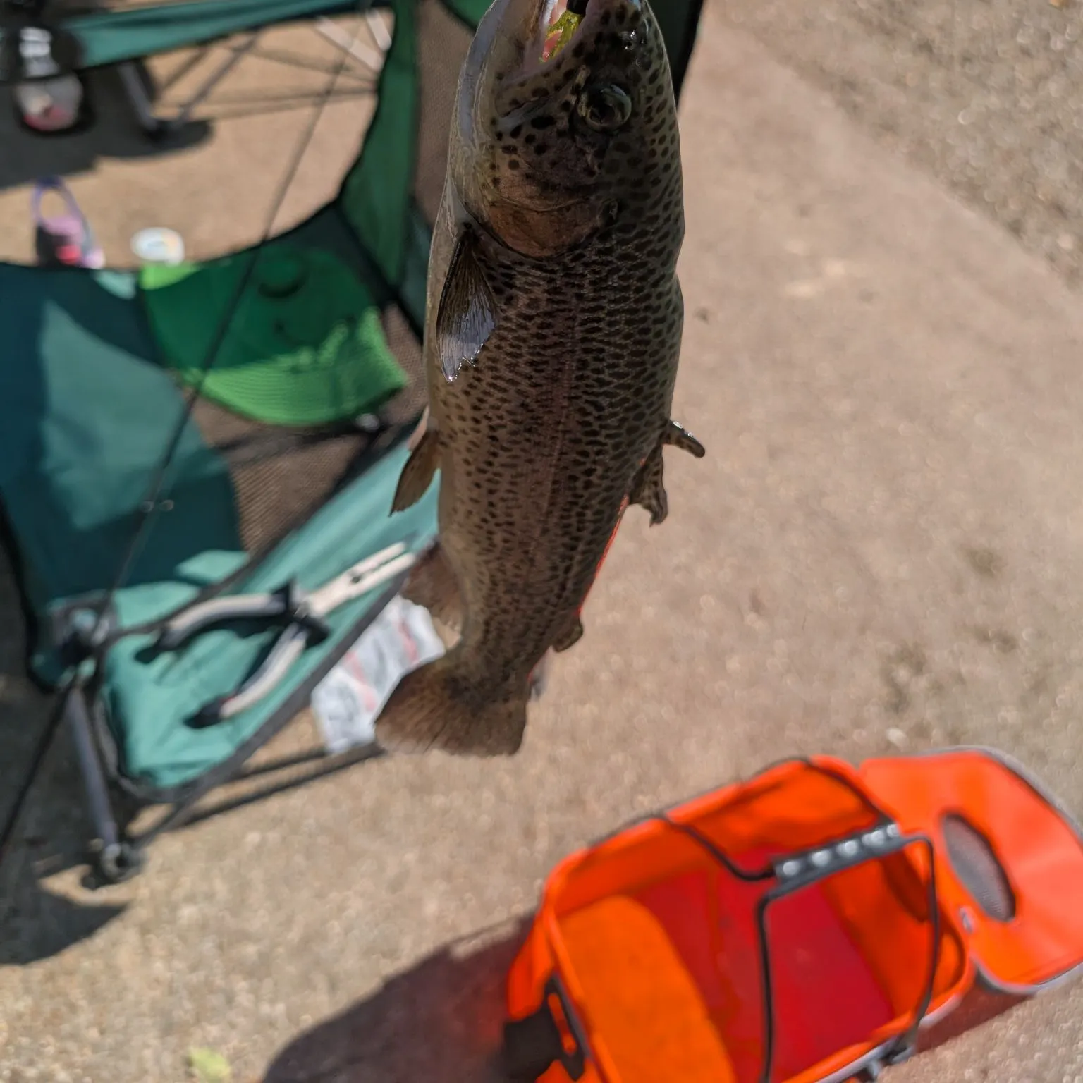 Rainbow trout caught on Fishbrain