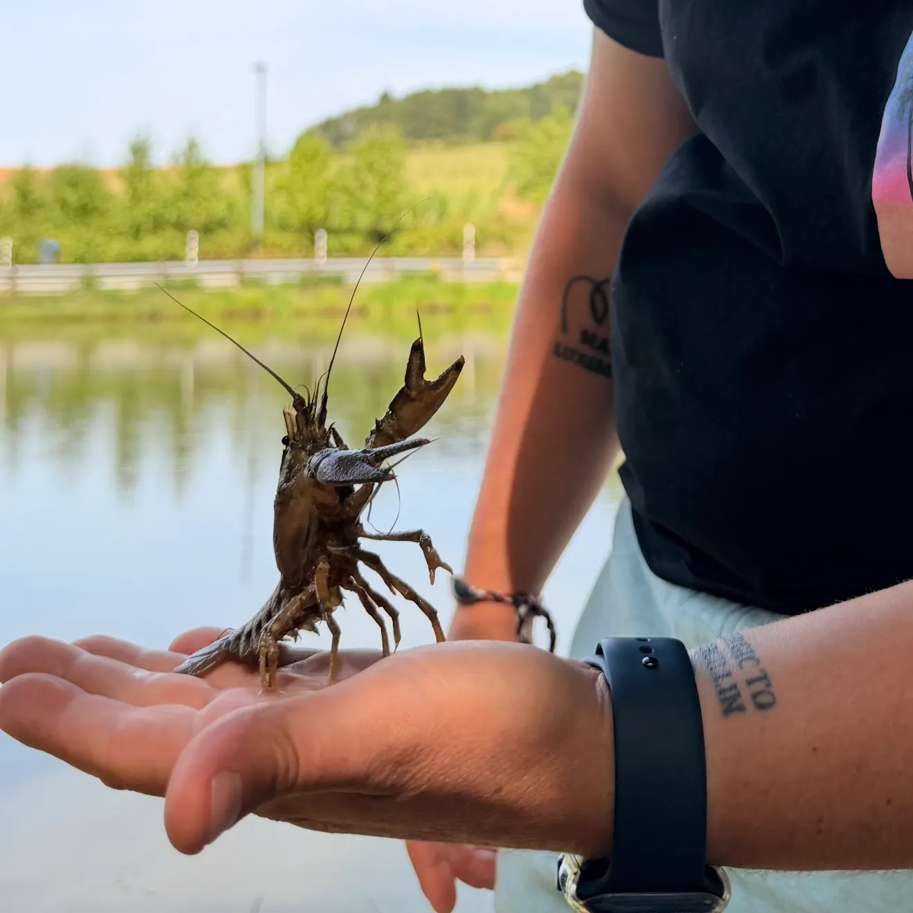 Signal crayfish caught on Fishbrain