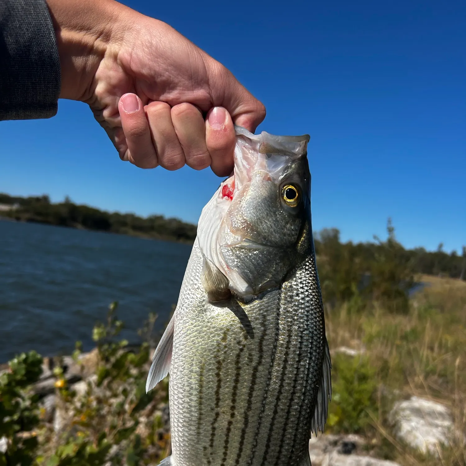 Wiper caught on Fishbrain