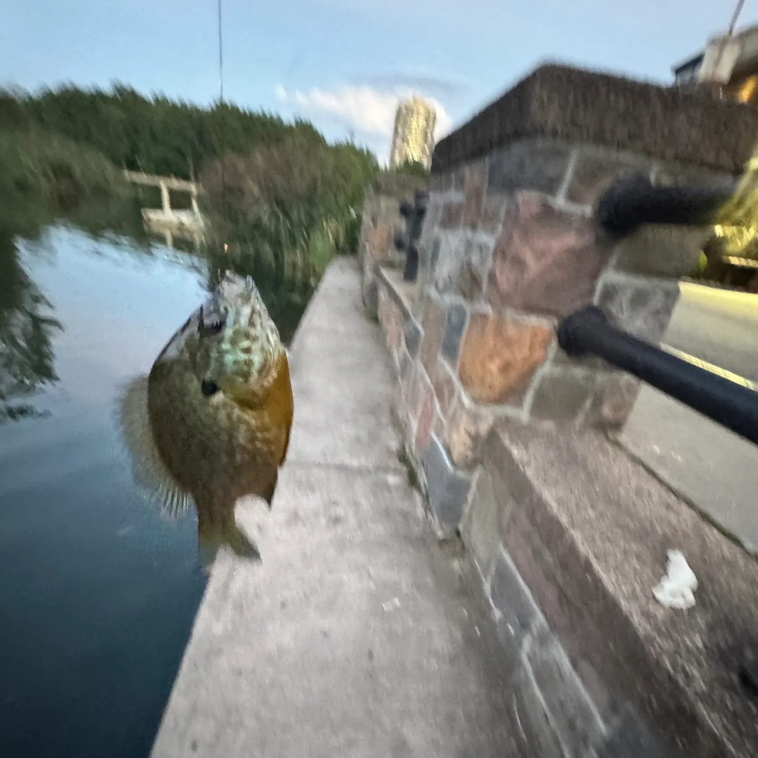 Bluegill caught on Fishbrain