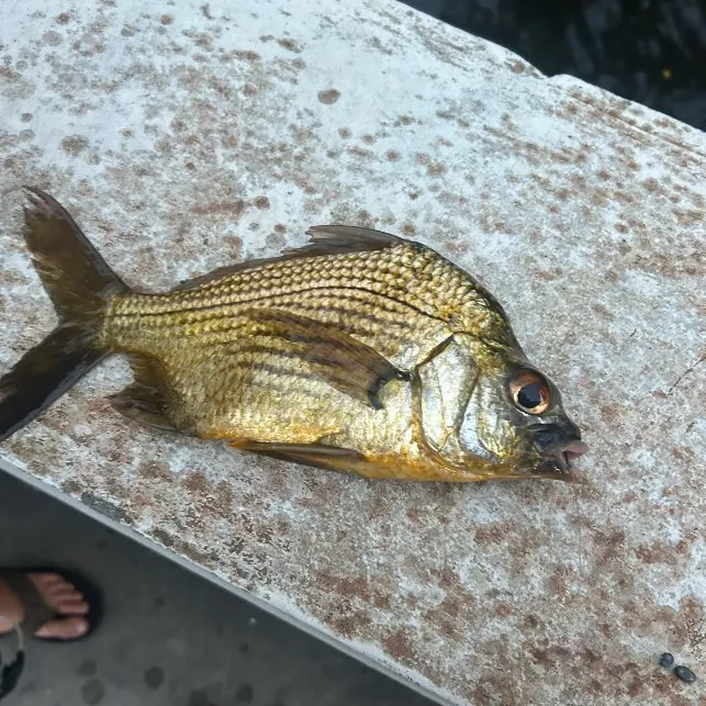 Striped mojarra caught on Fishbrain