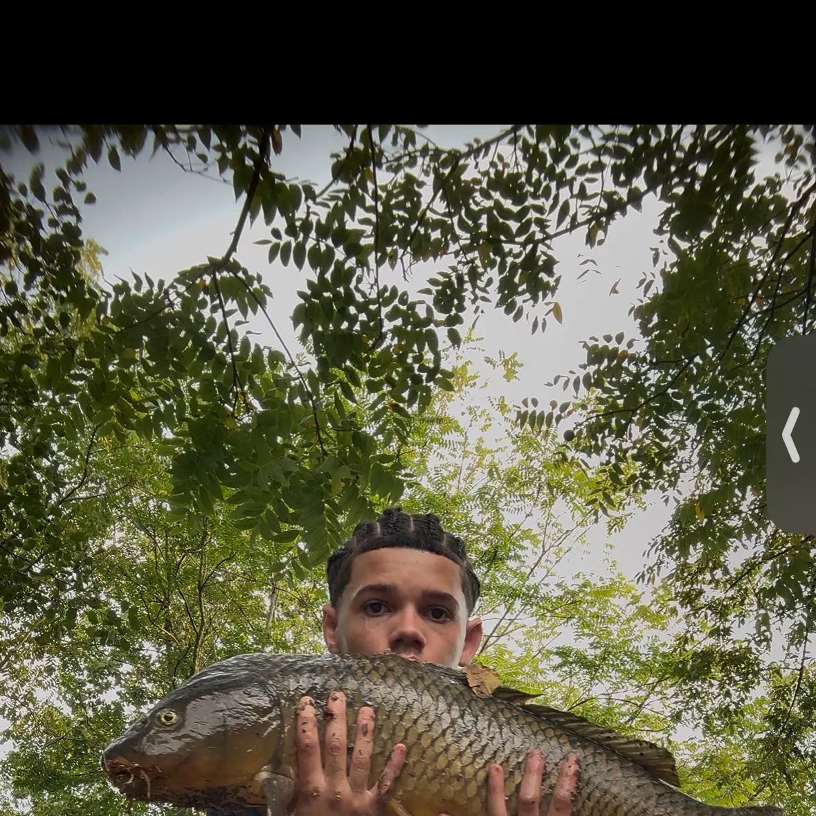 Common carp caught on Fishbrain