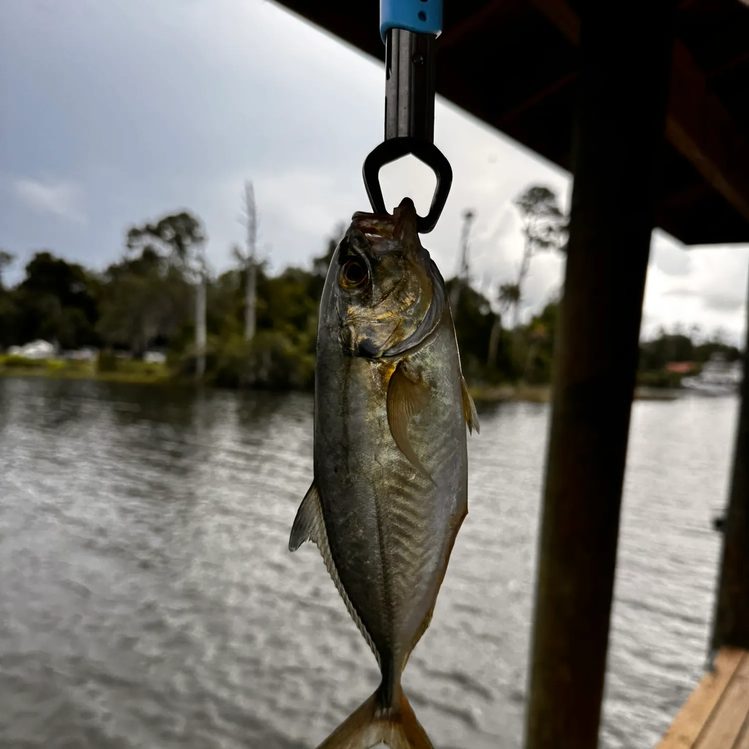 The most recent Blue runner catches on Fishbrain
