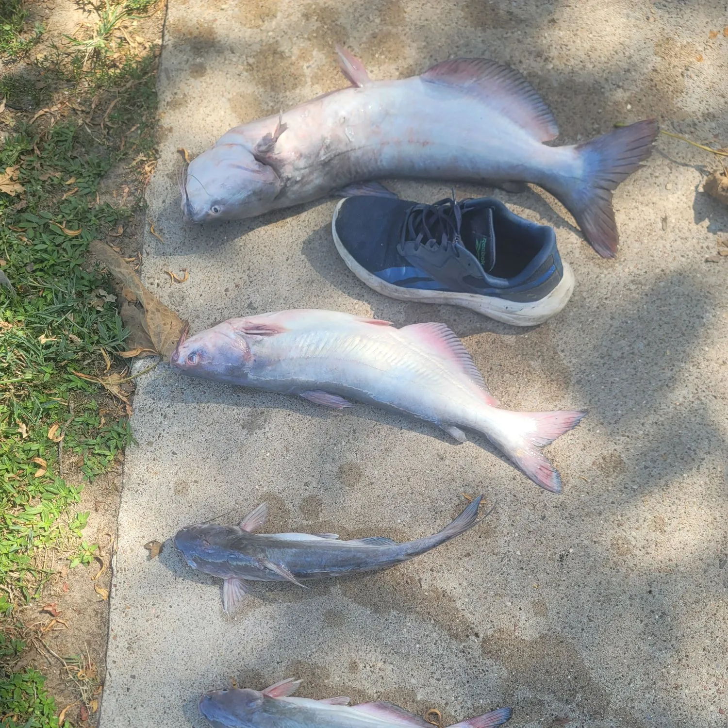 Blue catfish caught on Fishbrain