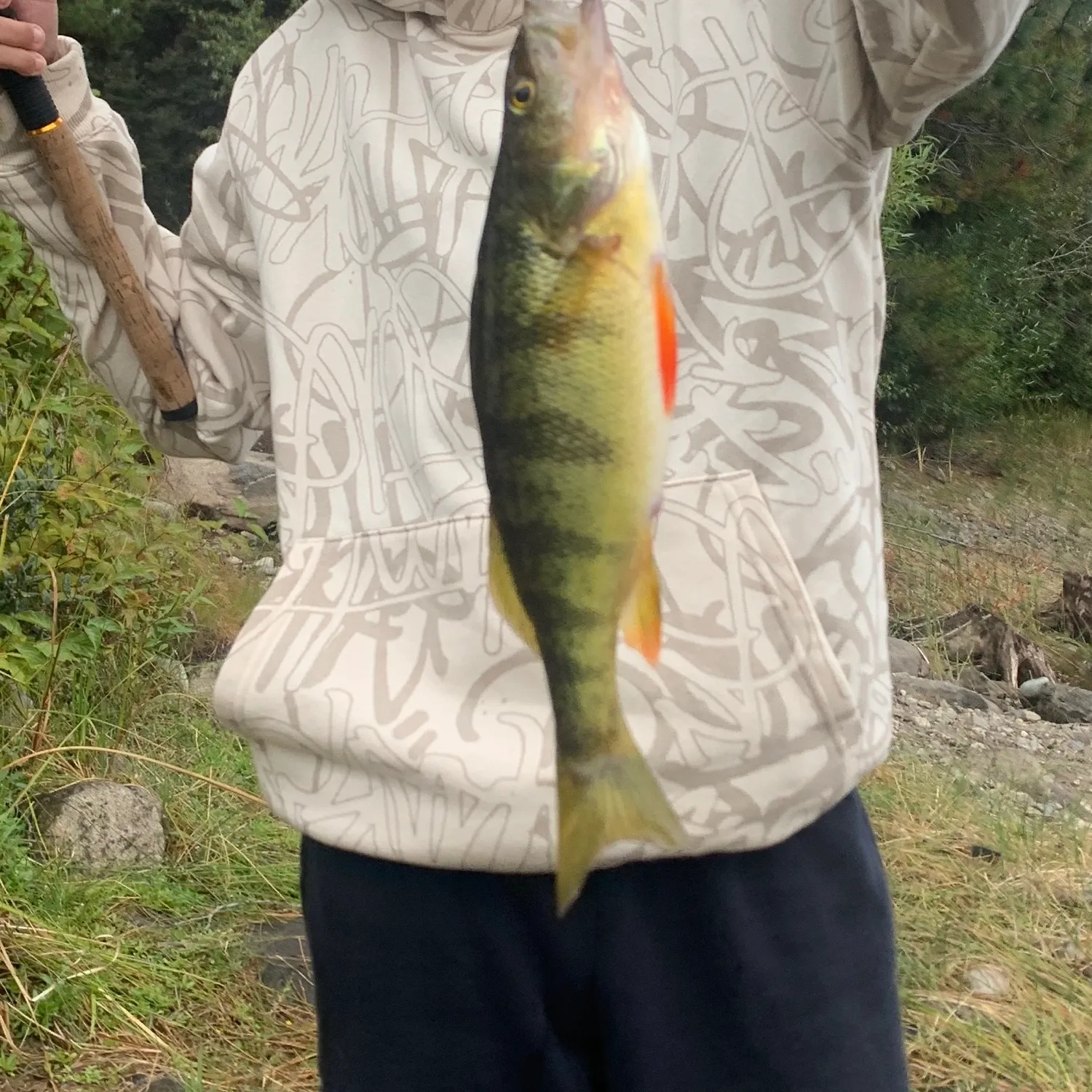 Yellow perch caught on Fishbrain