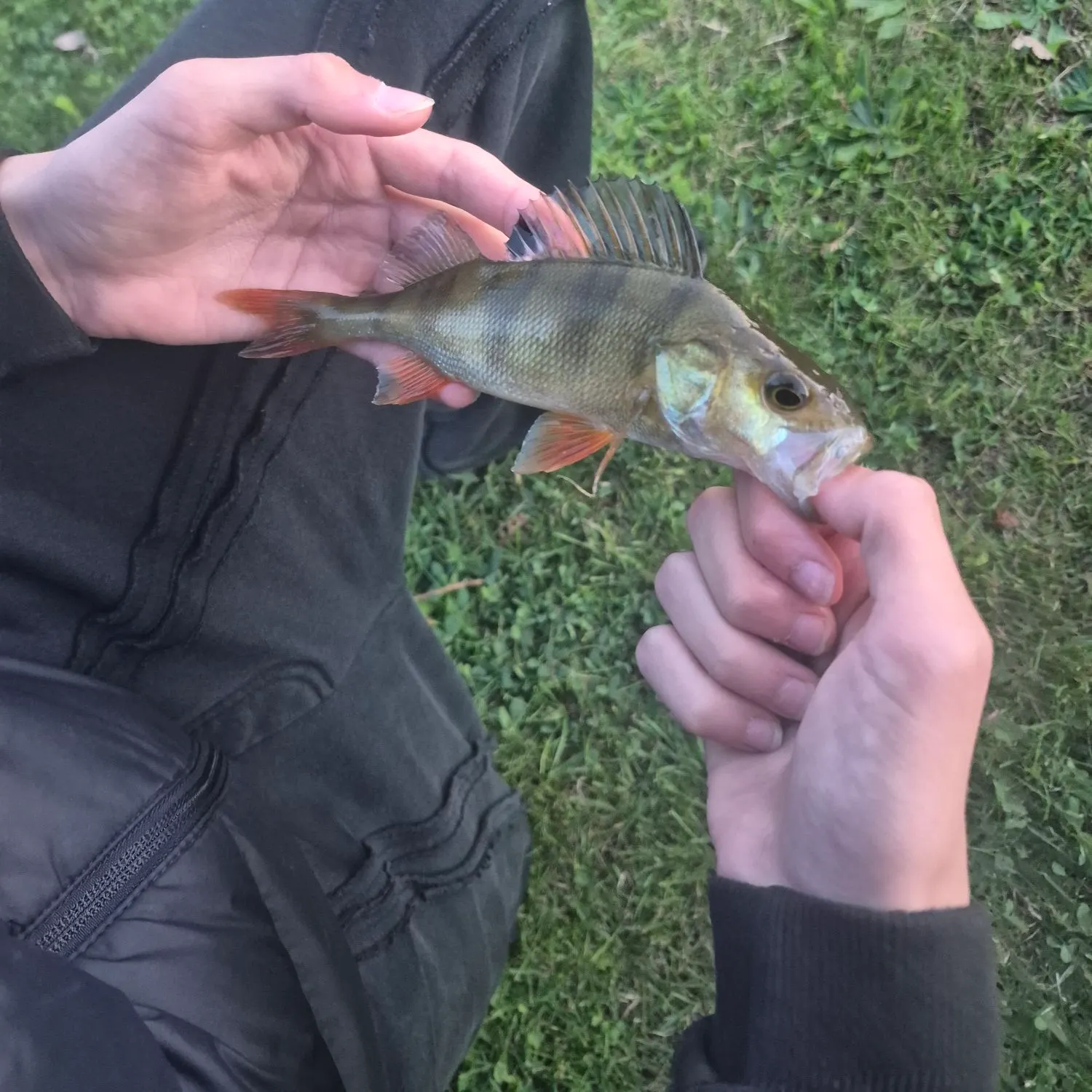 European perch caught on Fishbrain