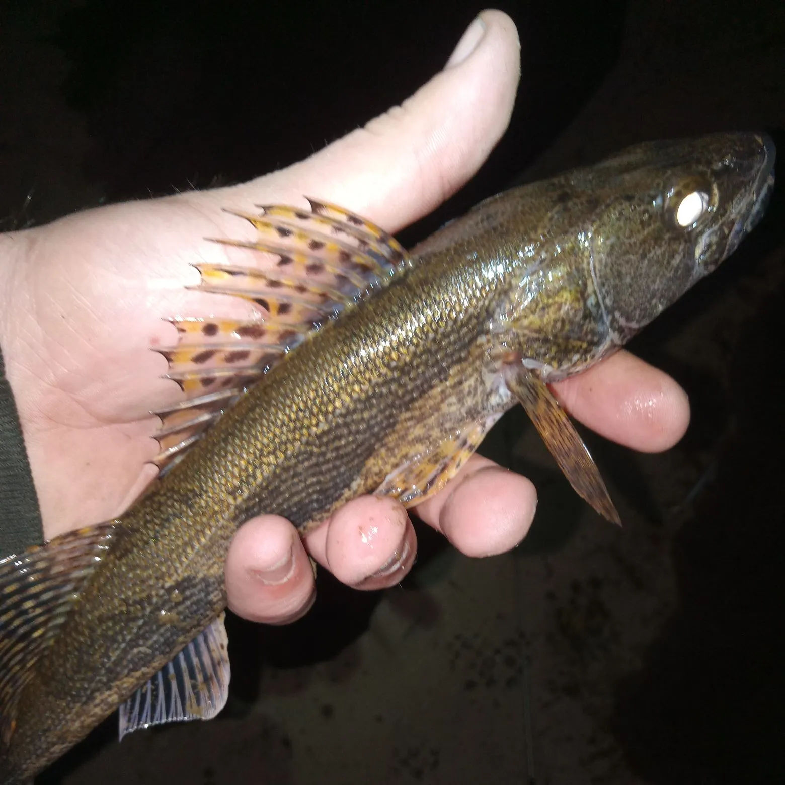The most recent Sauger catches on Fishbrain