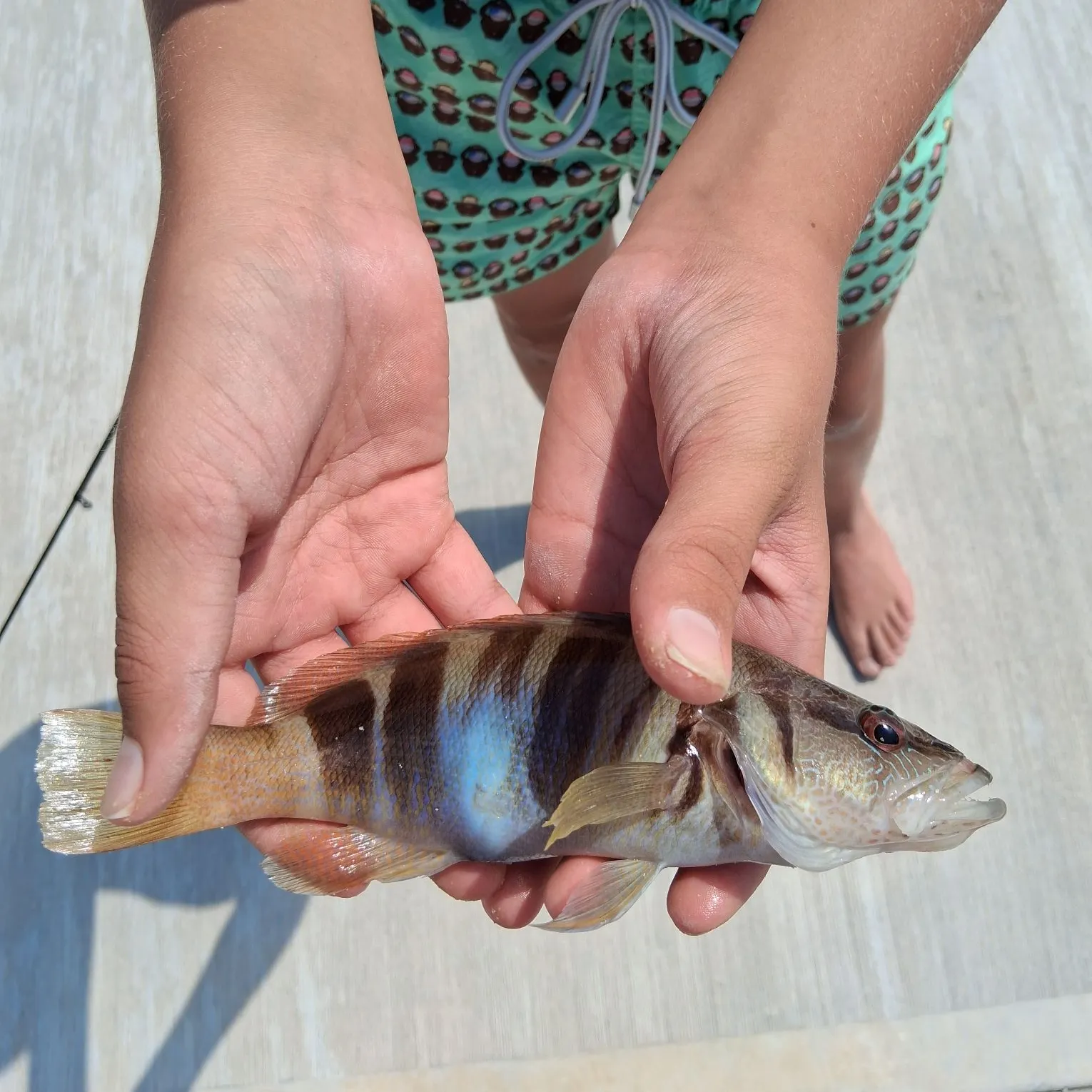The most recent Painted comber catches on Fishbrain