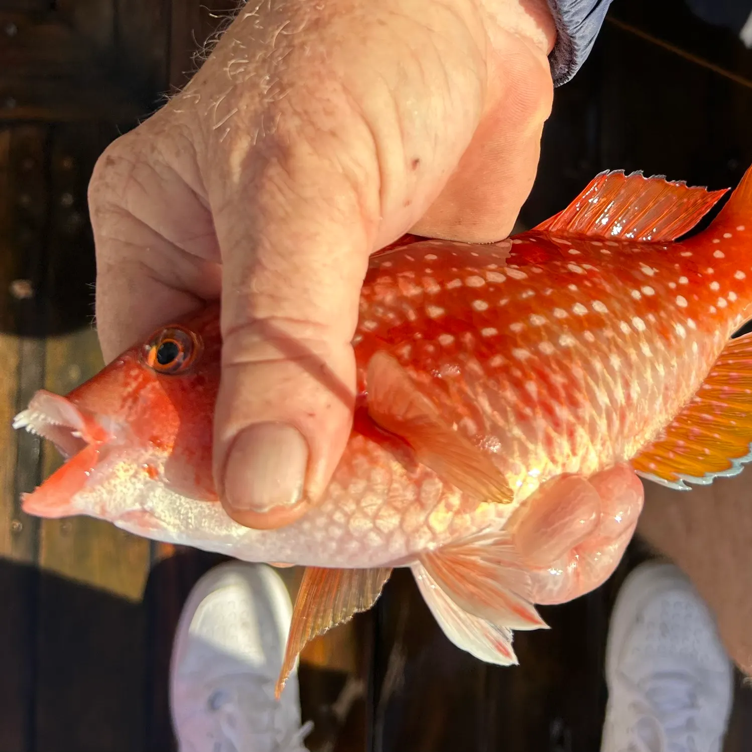The most recent Crimsonband wrasse catches on Fishbrain