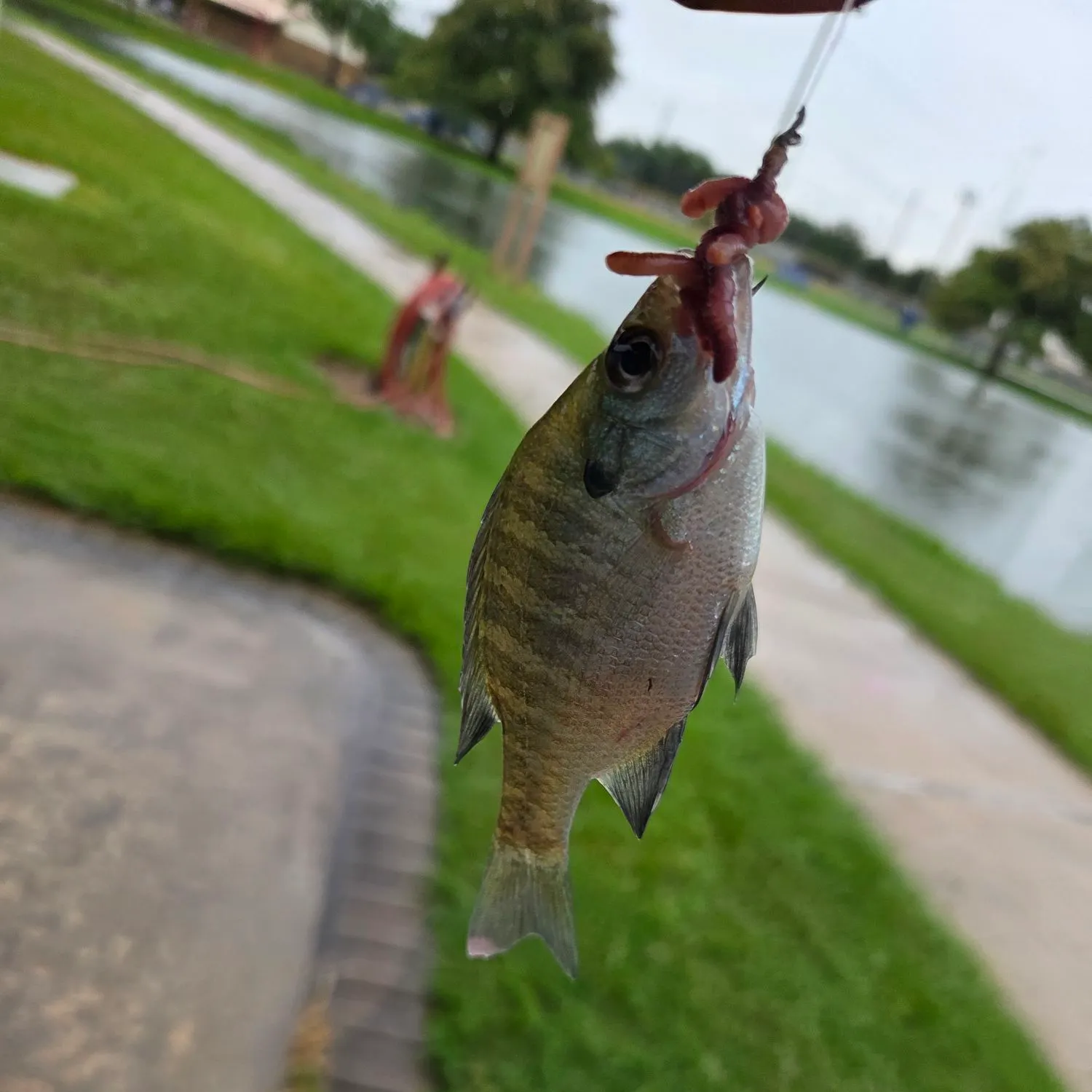Bluegill caught on Fishbrain