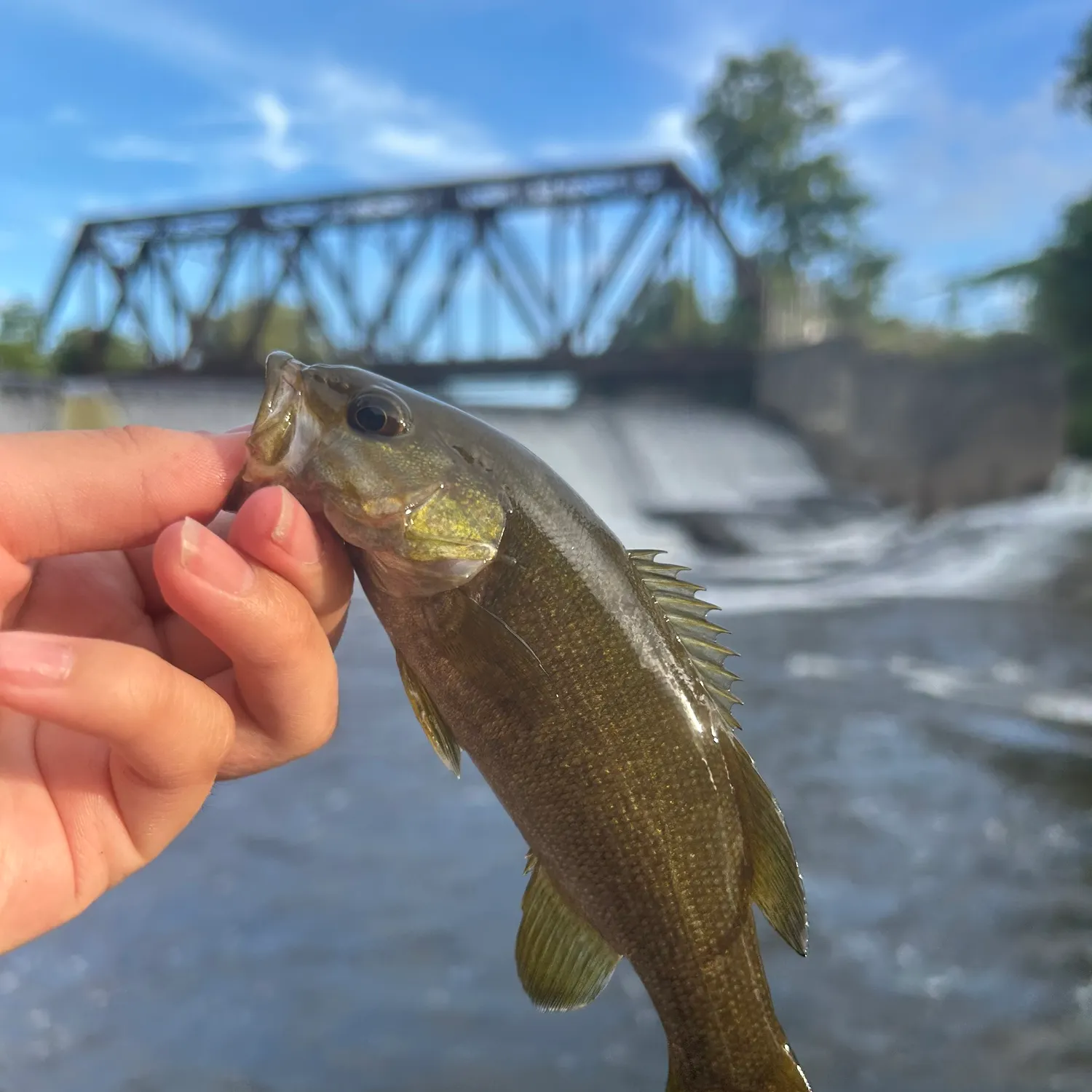Smallmouth bass caught on Fishbrain
