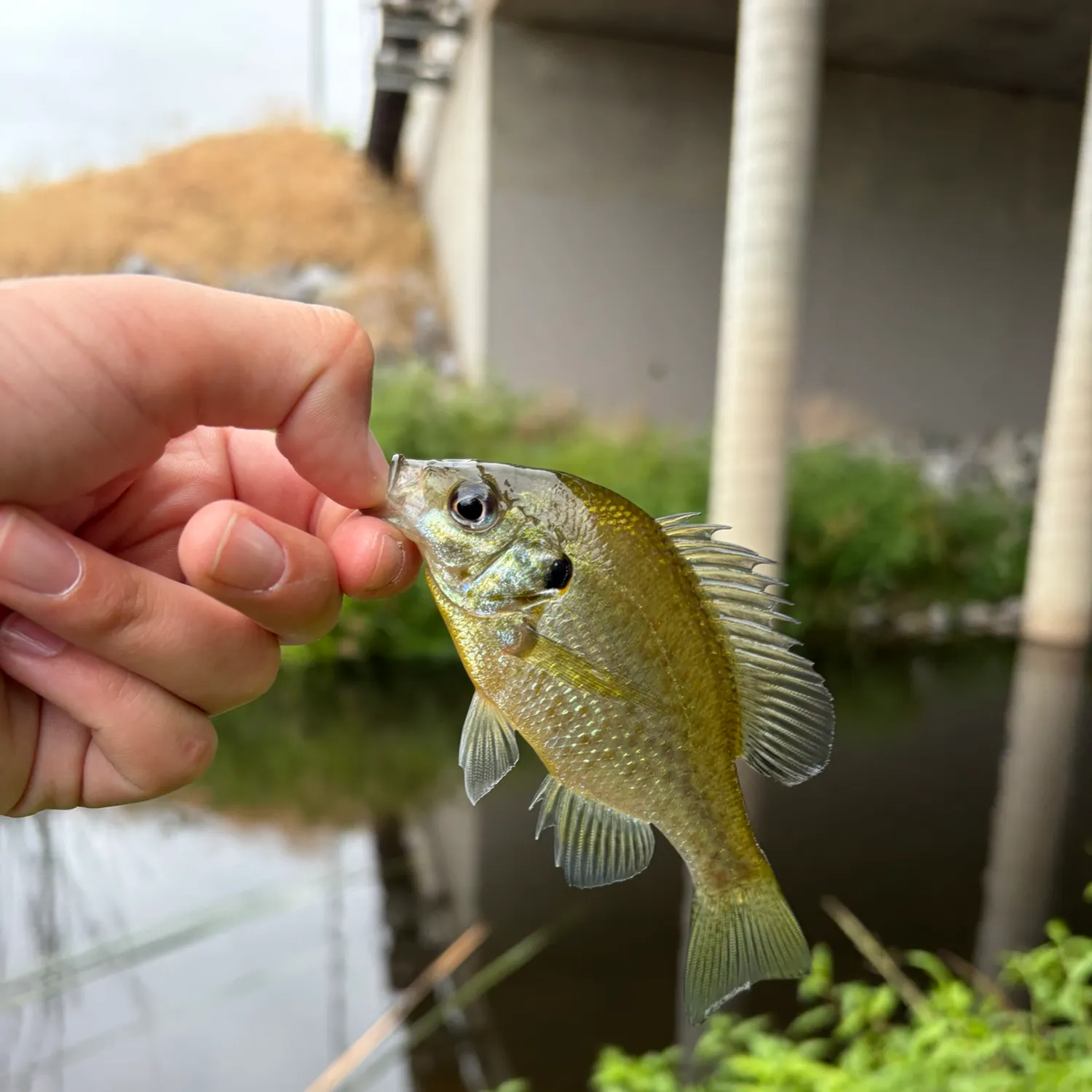 Bluegill caught on Fishbrain