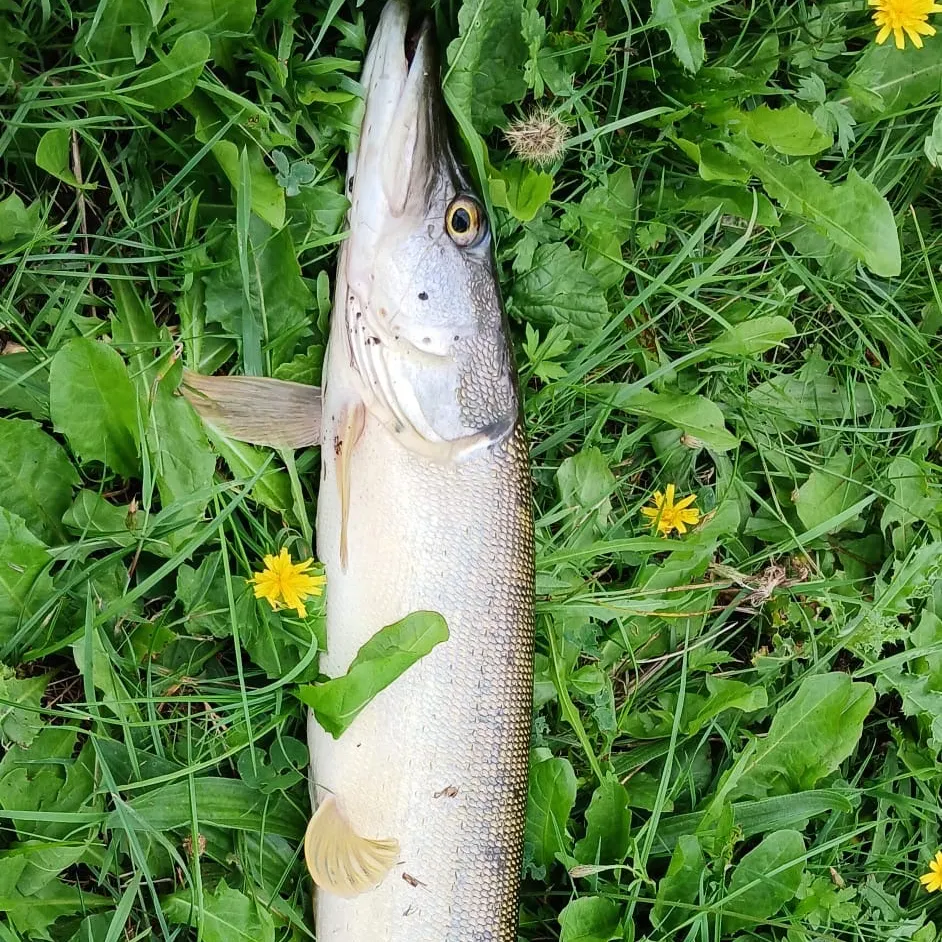 Northern pike caught on Fishbrain