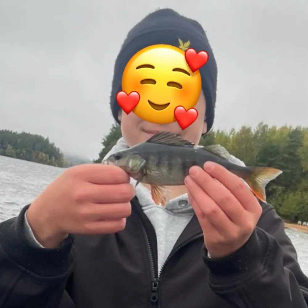 European perch caught on Fishbrain