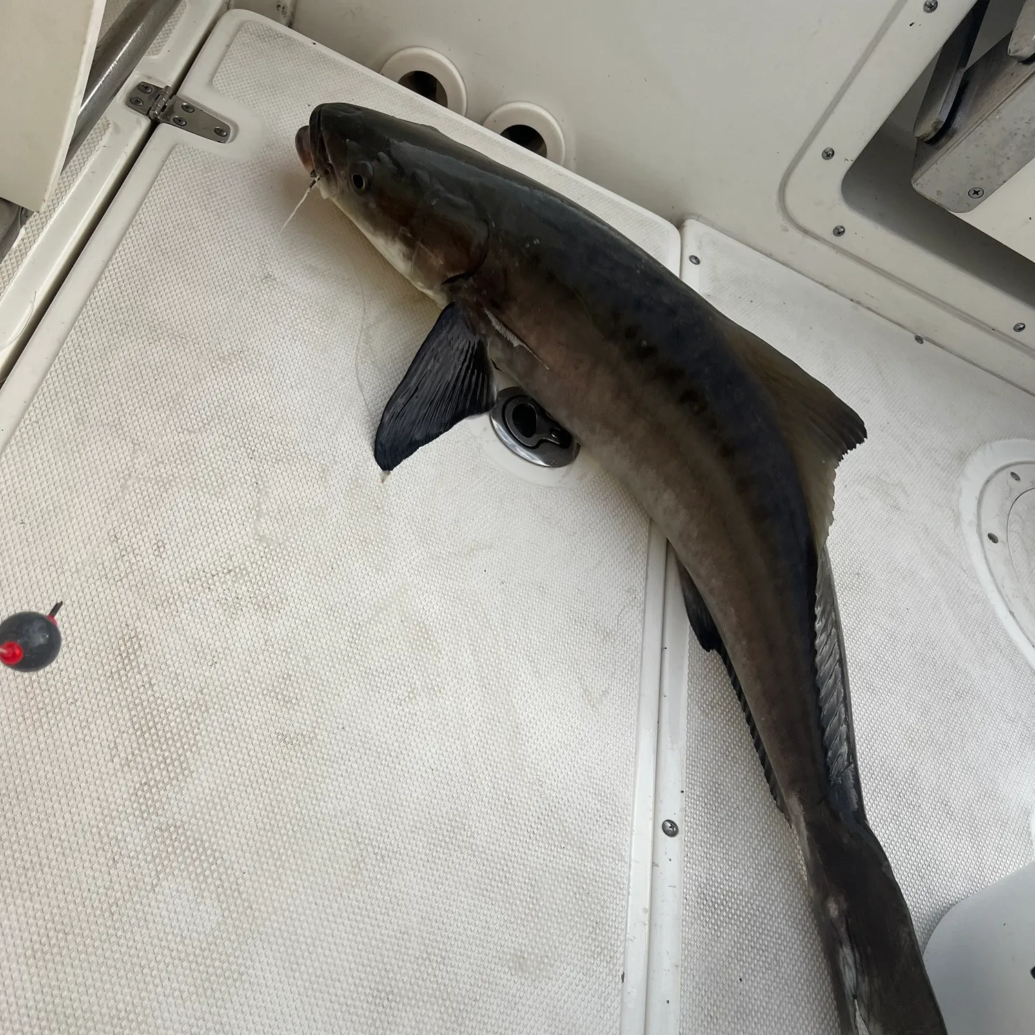 The most recent Cobia catches on Fishbrain
