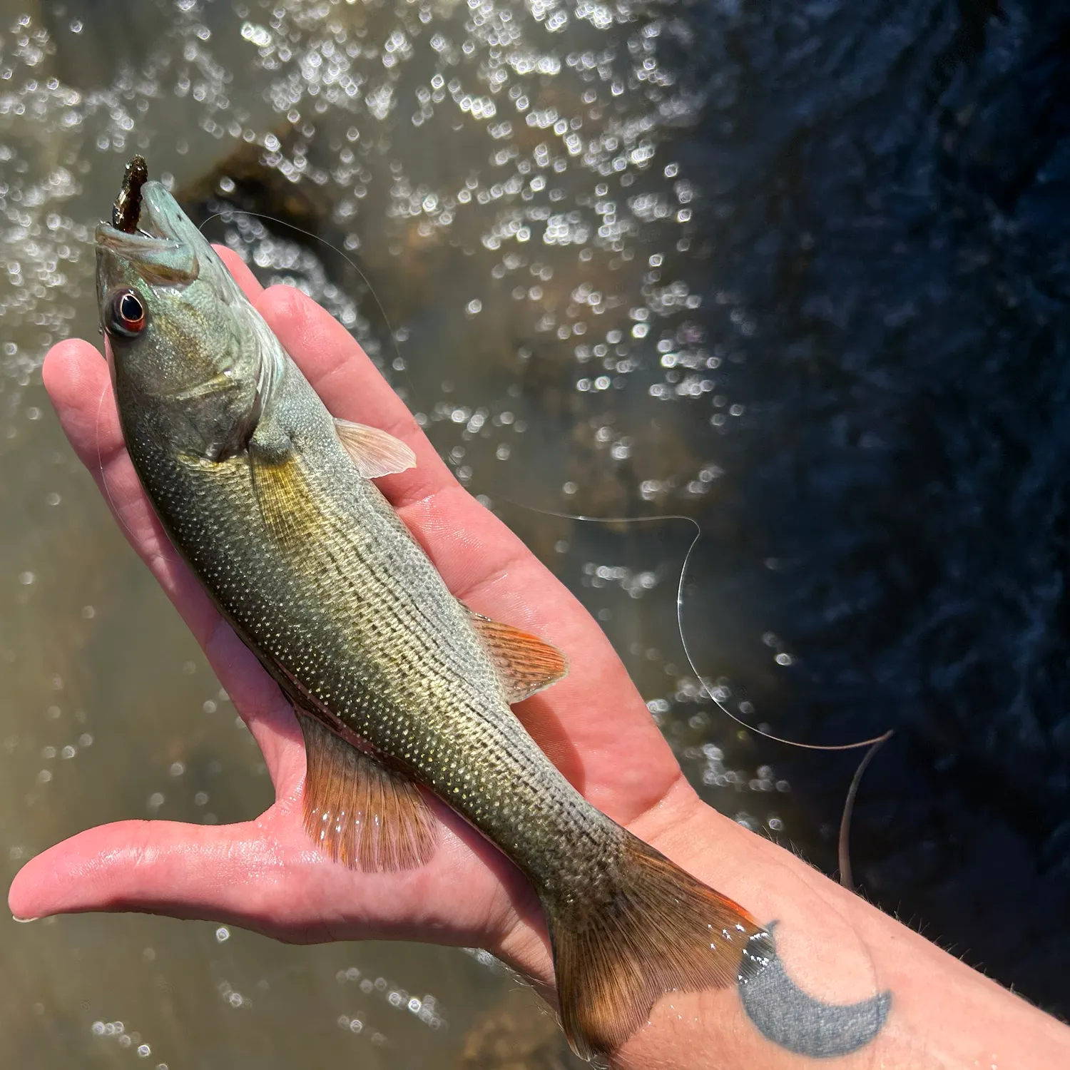 Altamaha bass caught on Fishbrain