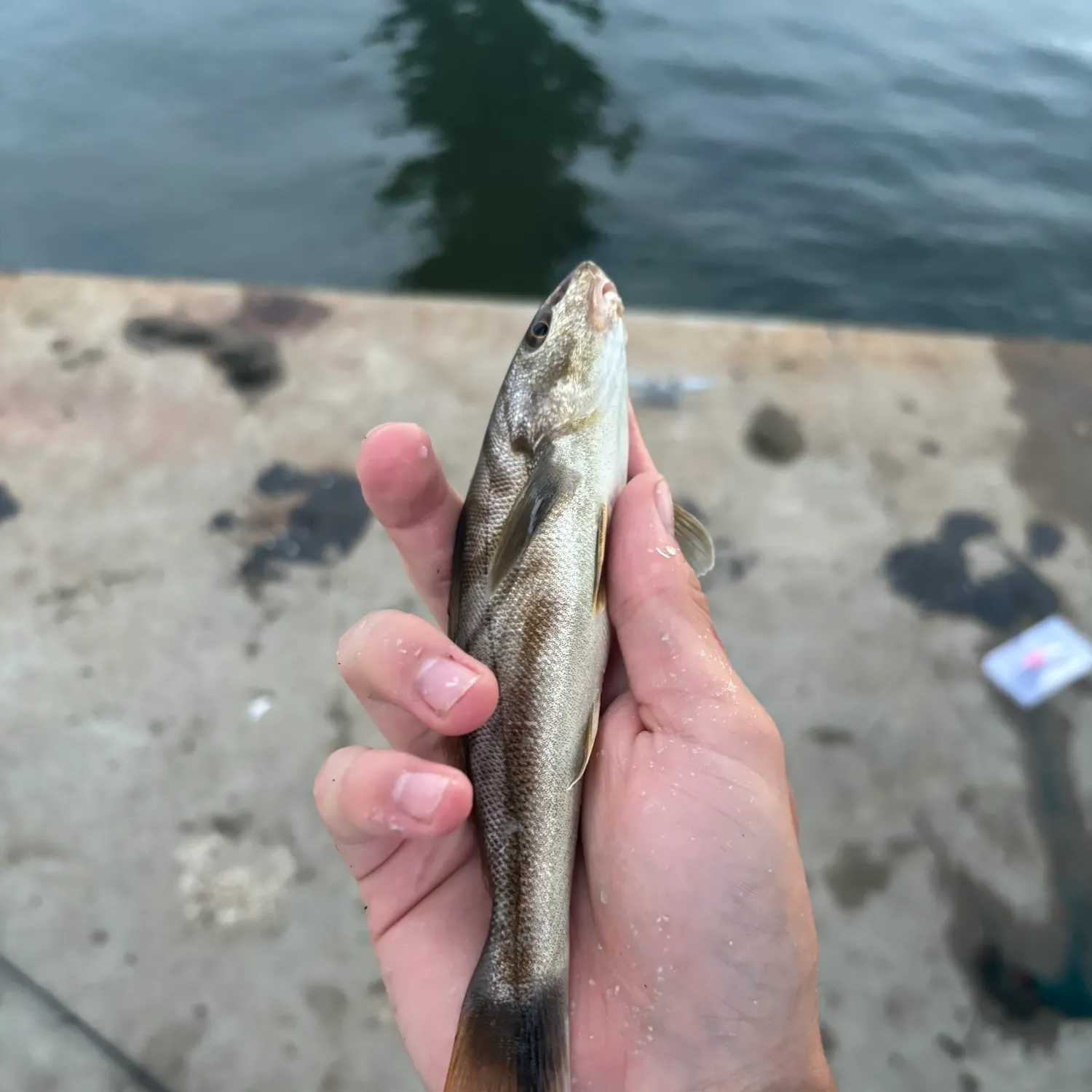 Northern kingcroaker caught on Fishbrain
