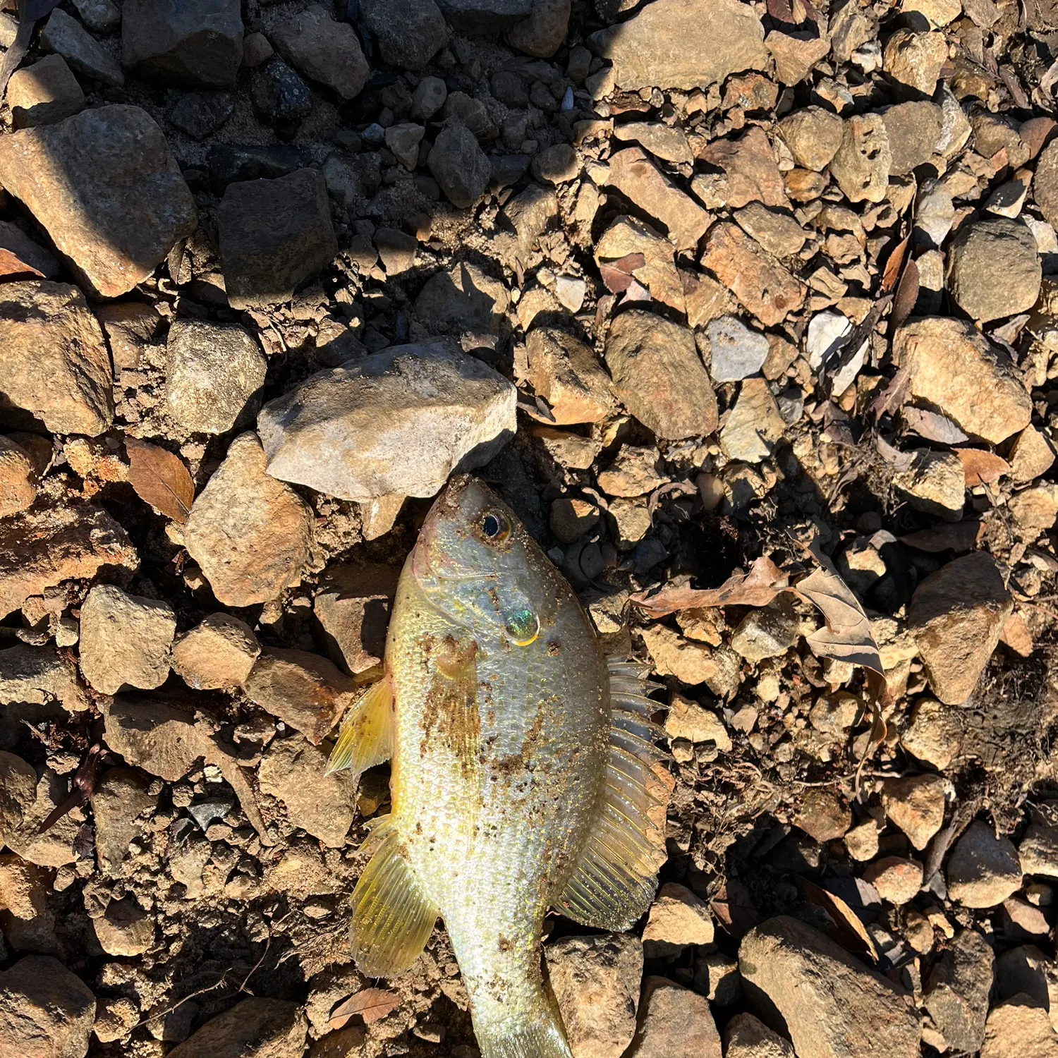 The most recent Redear sunfish catches on Fishbrain