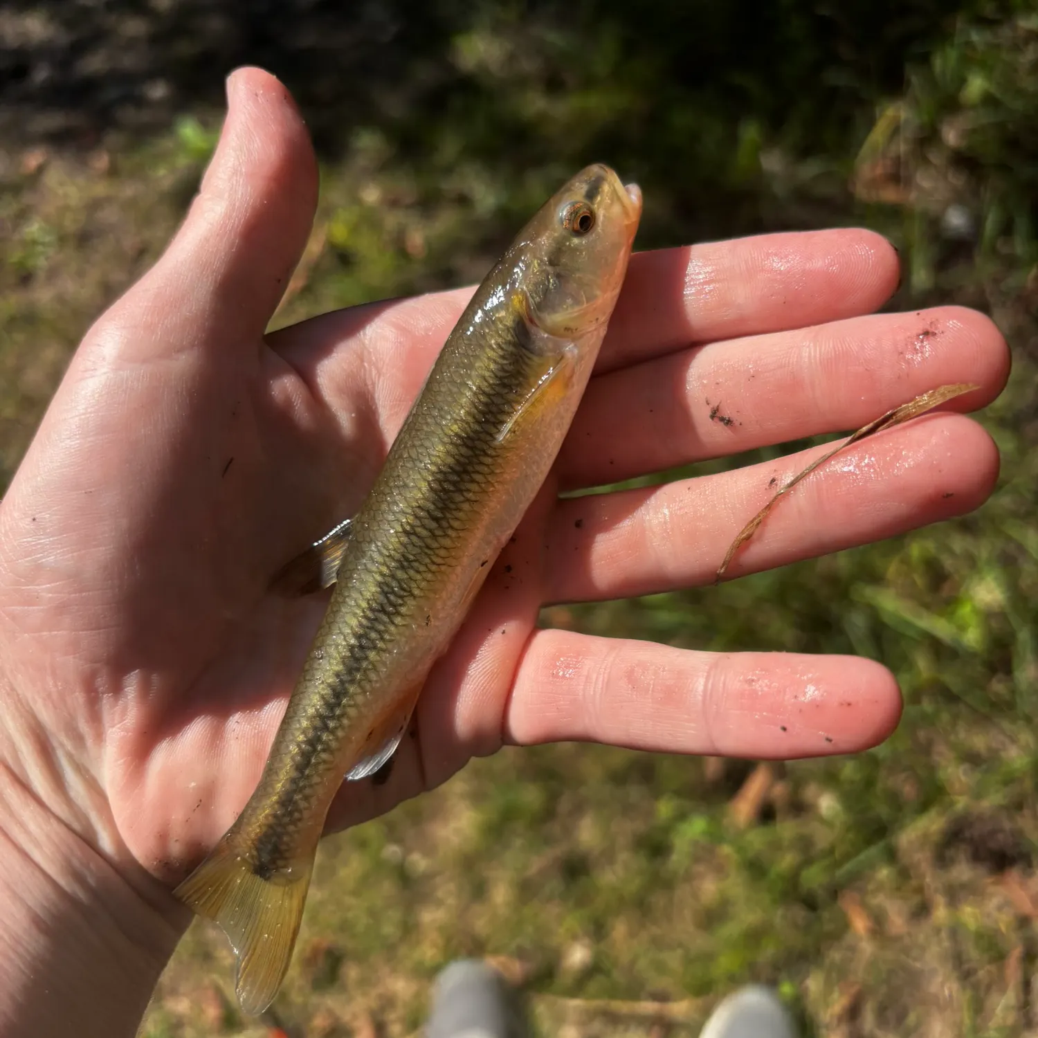 Creek chub caught on Fishbrain