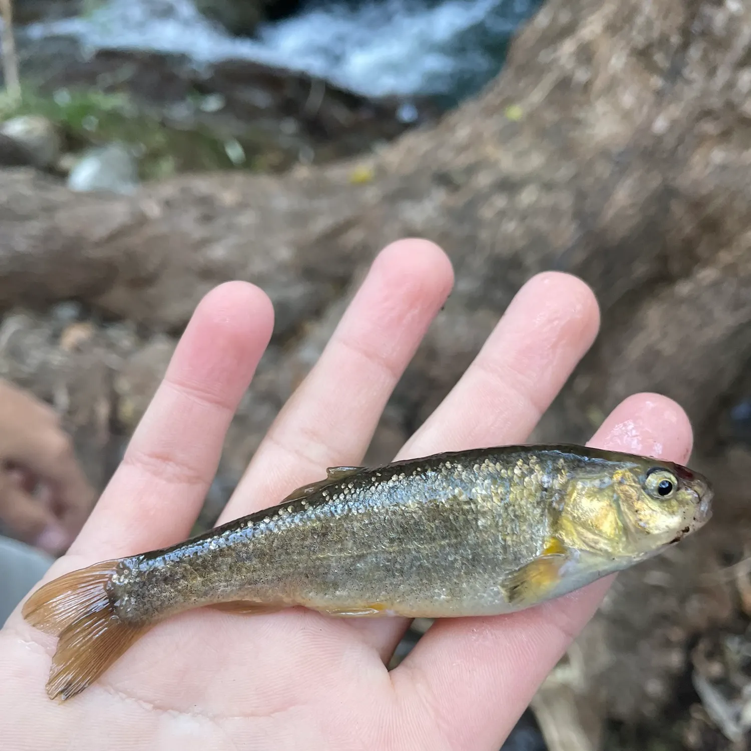 The most recent Arroyo chub catches on Fishbrain