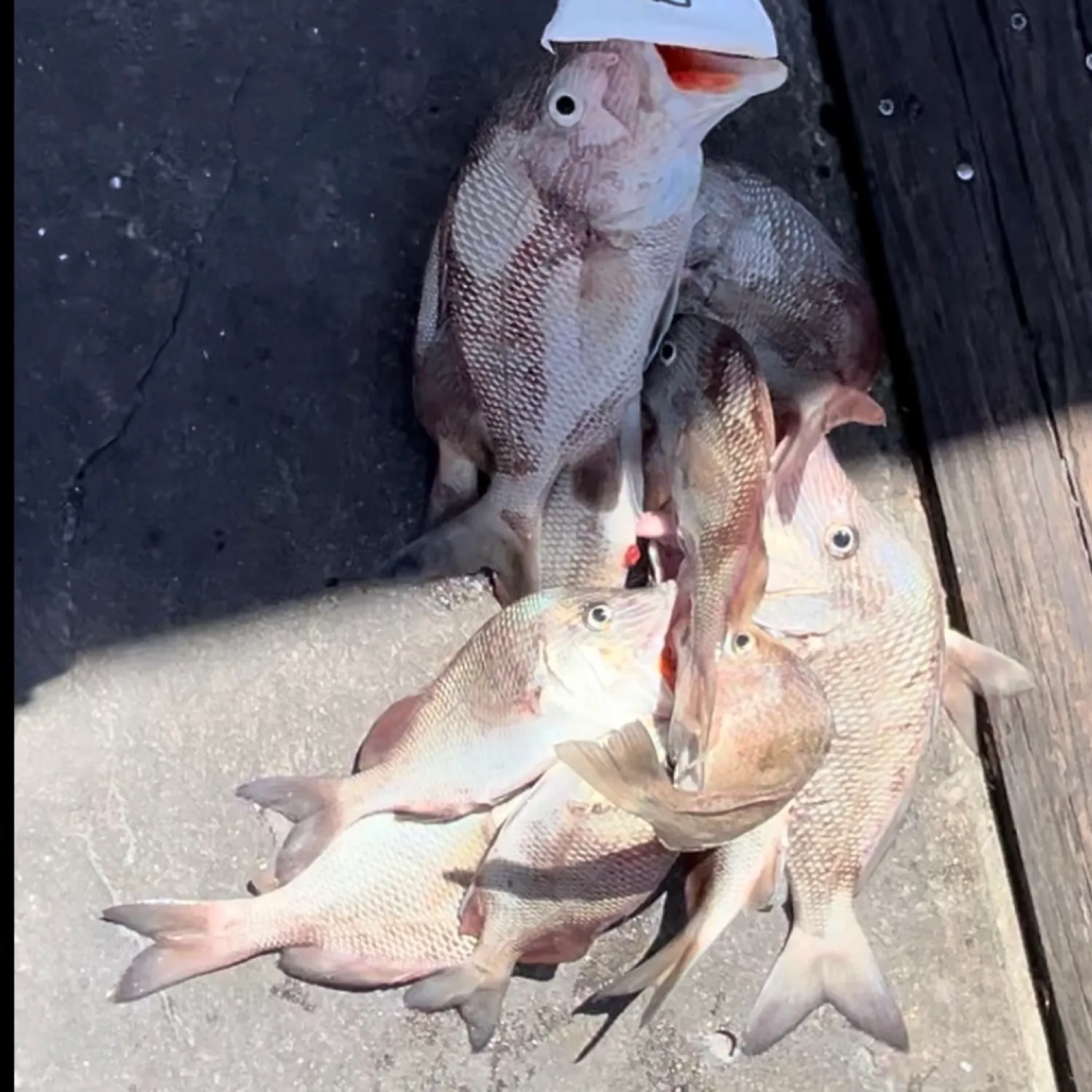 recently logged catches